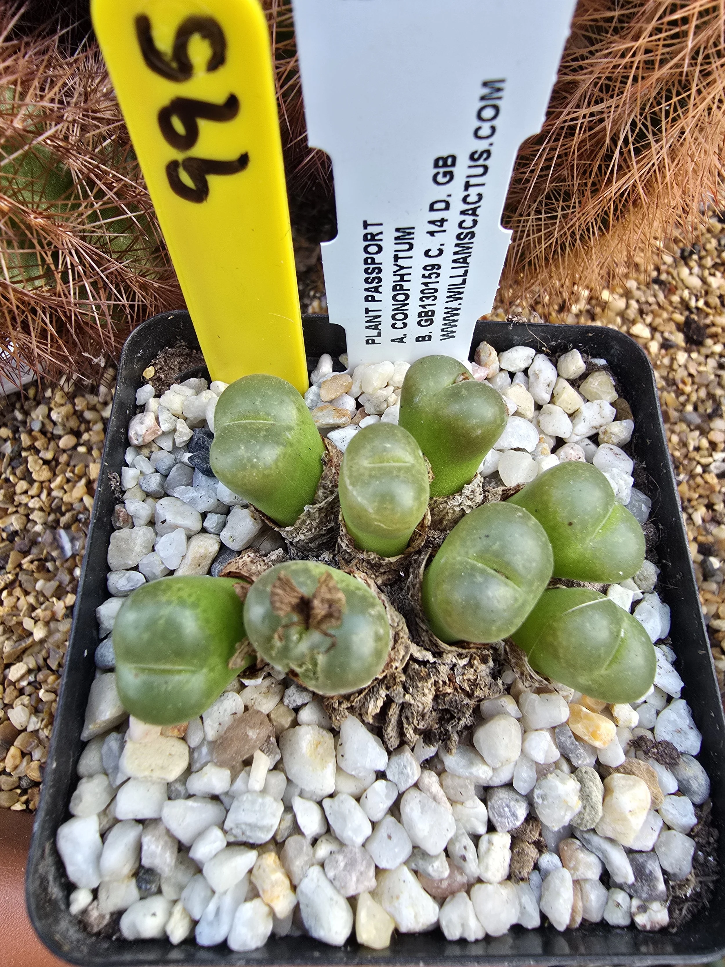 CONOPHYTUM