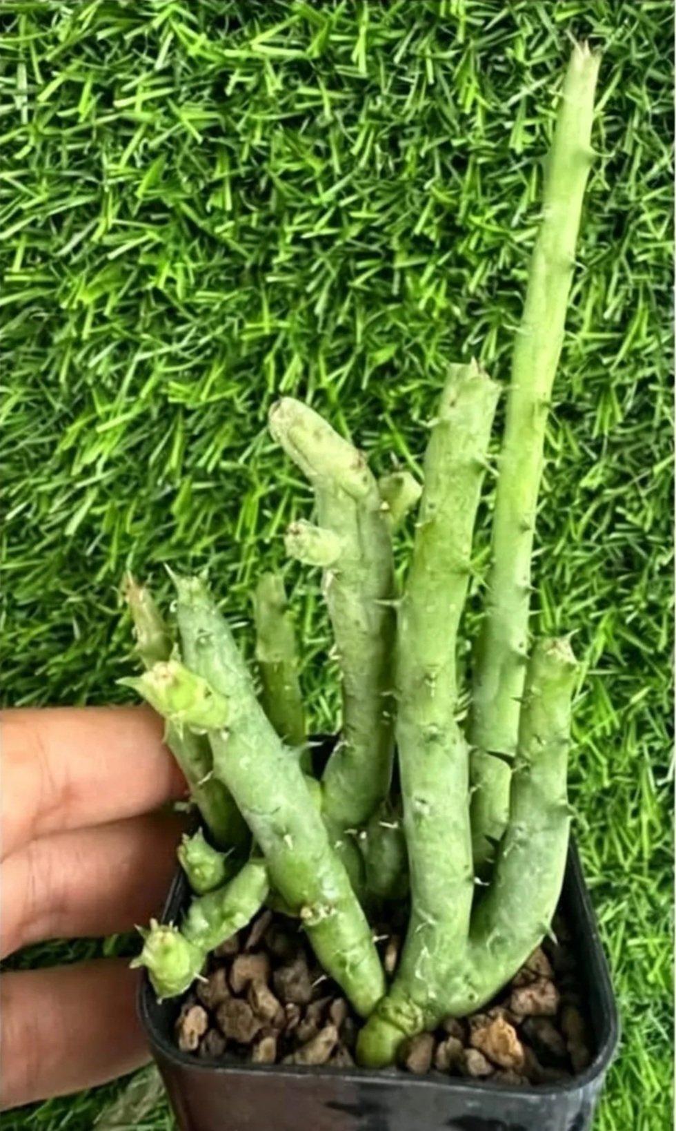 HUERNIA+LEACHII+HYBRID+%282%29.jpg