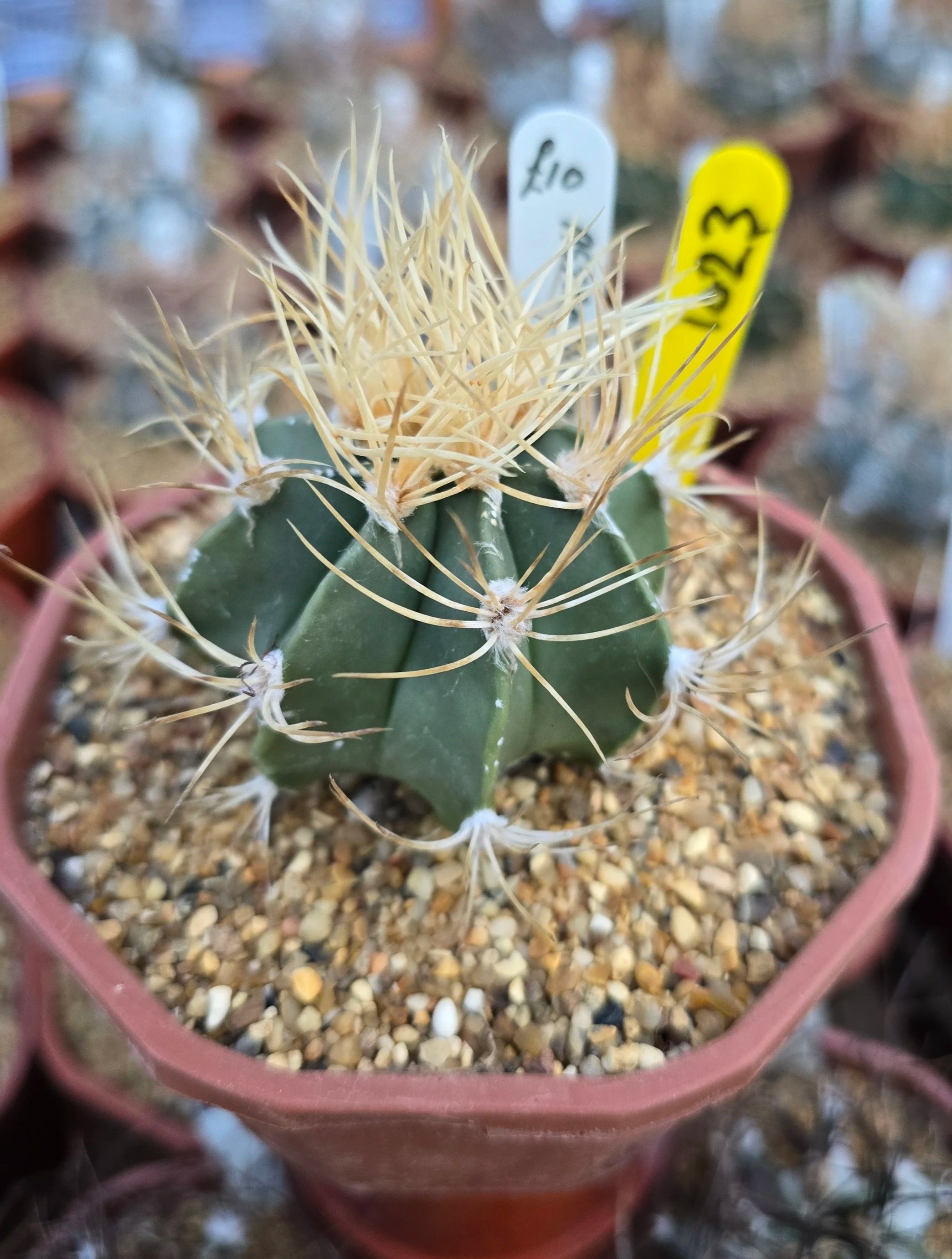 1023+ASTROPHYTUM.jpg