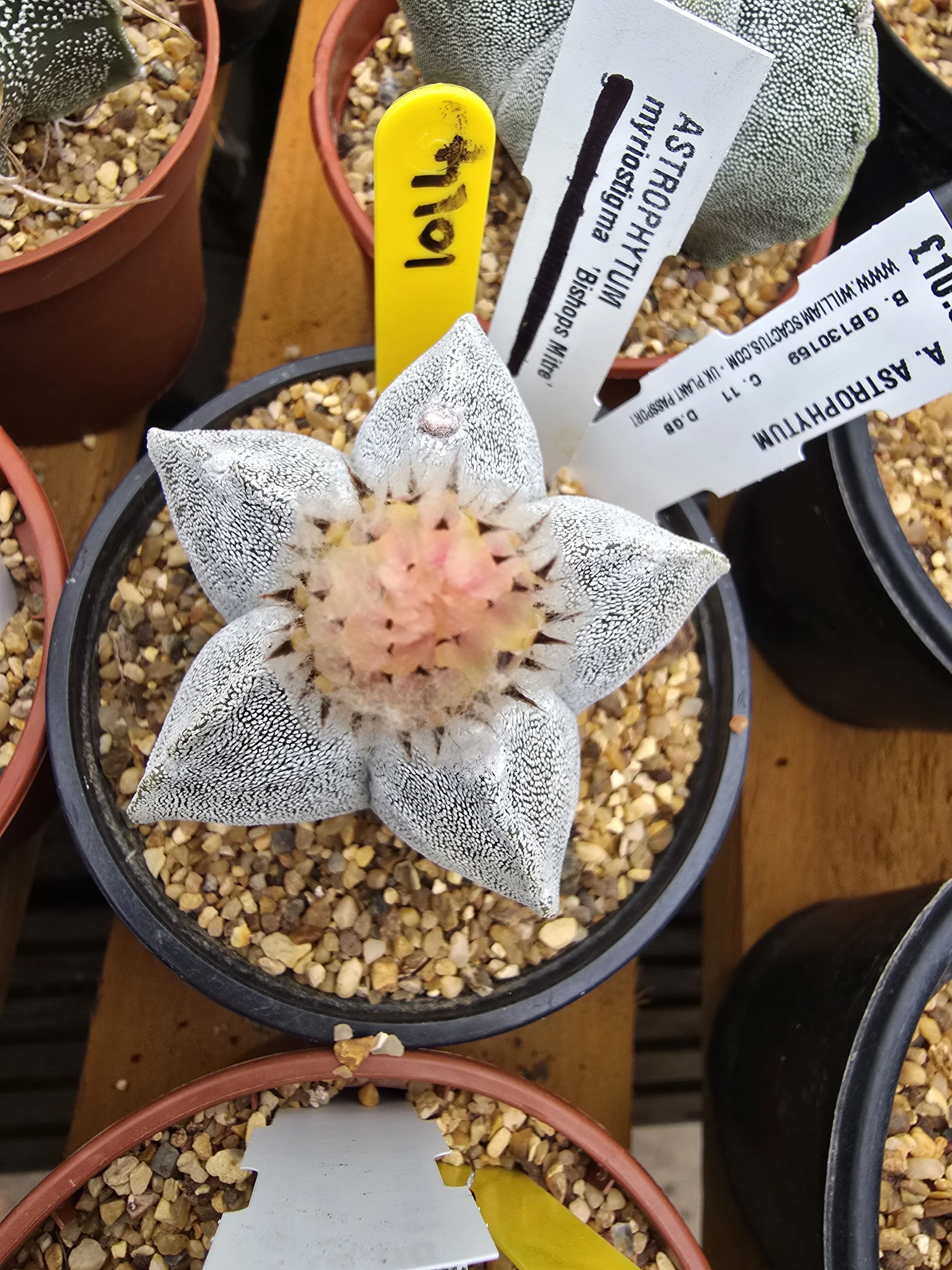 ASTROPHYTUM MYRIOSTIGMA BISHOPS MITRE