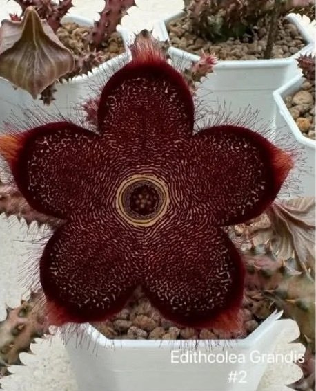 EDITHCOLEA GRANDIS #2