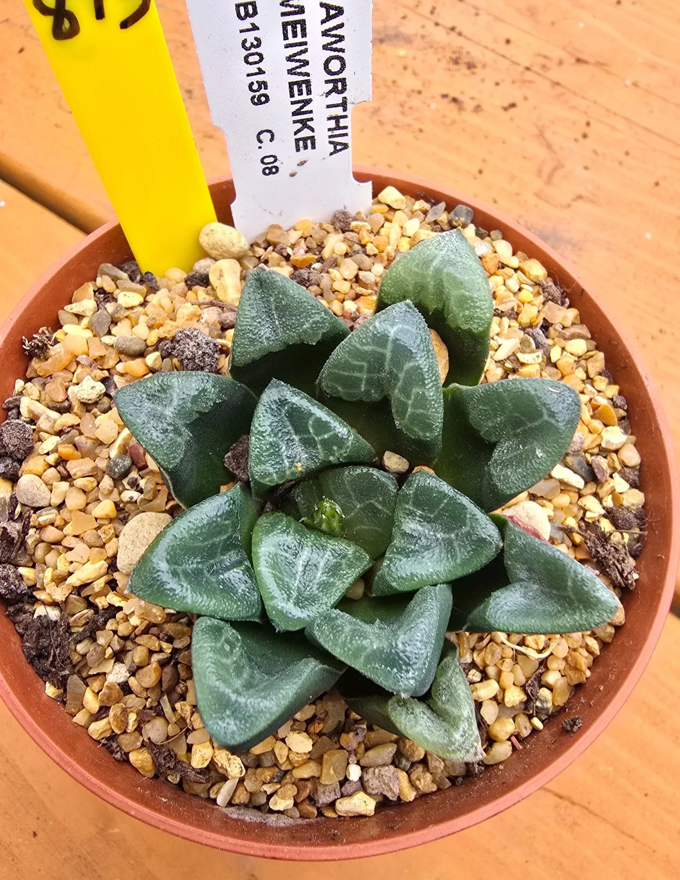 HAWORTHIA MEIWENKE