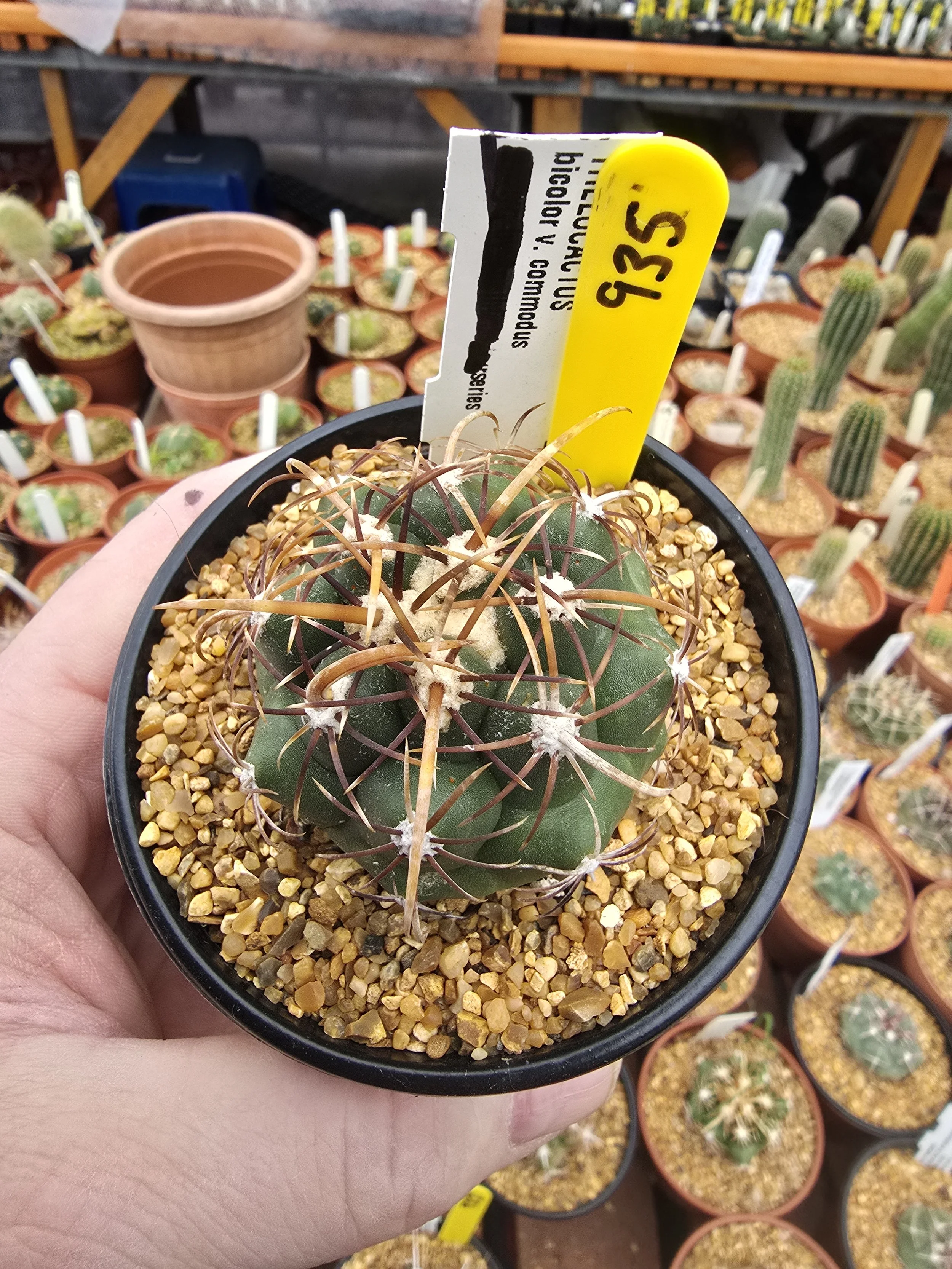 THELOCACTUS BICOLOUR V COMMODUS