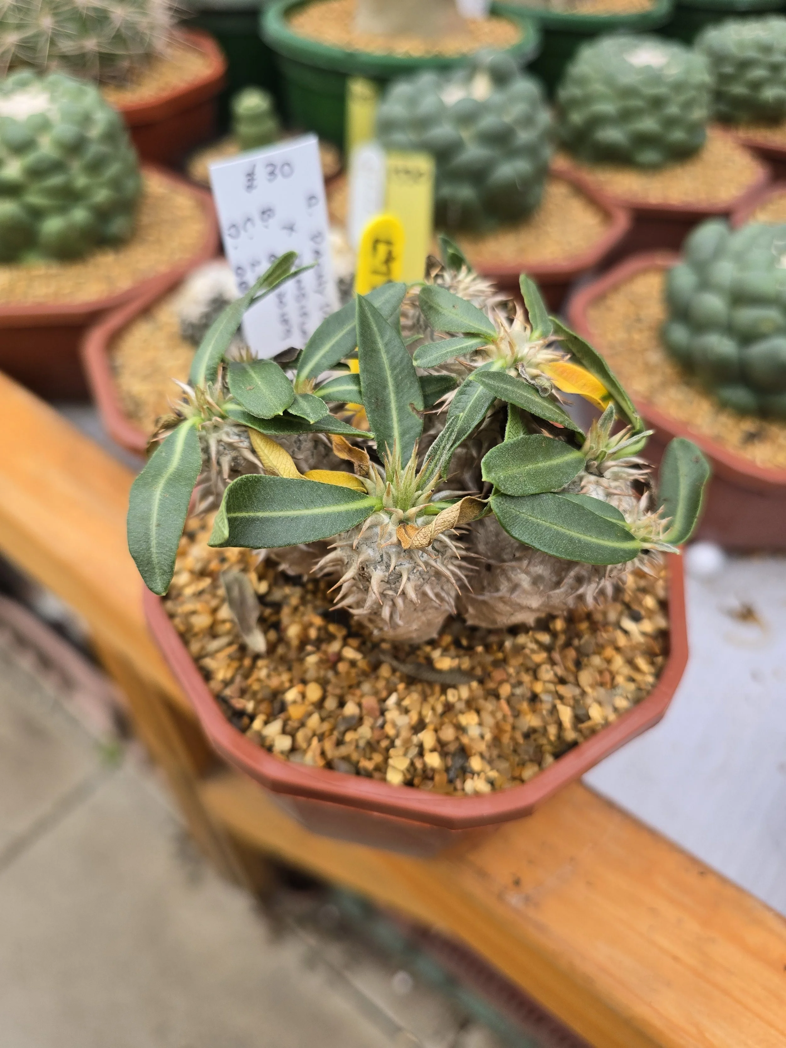 Pachypodium brevicaule × densiflorum