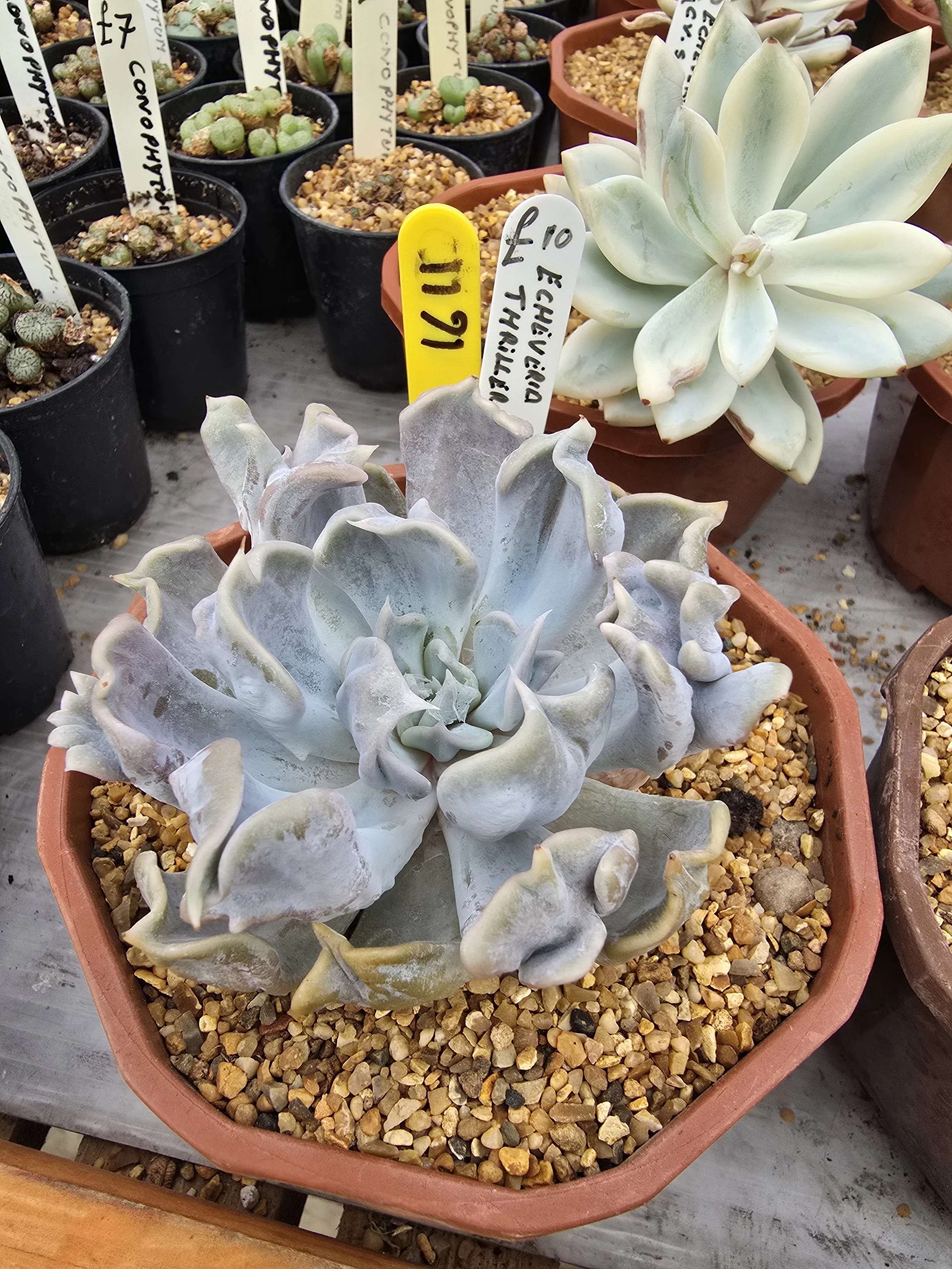 Echeveria Thriller Pearl