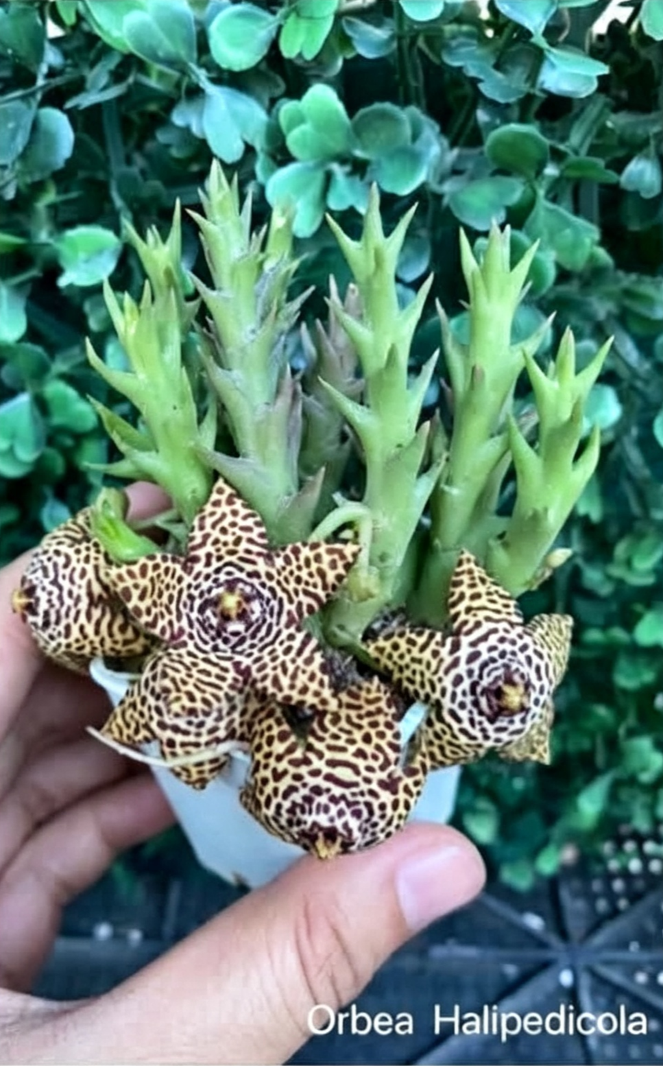 ORBEA HALIPEDICOLA
