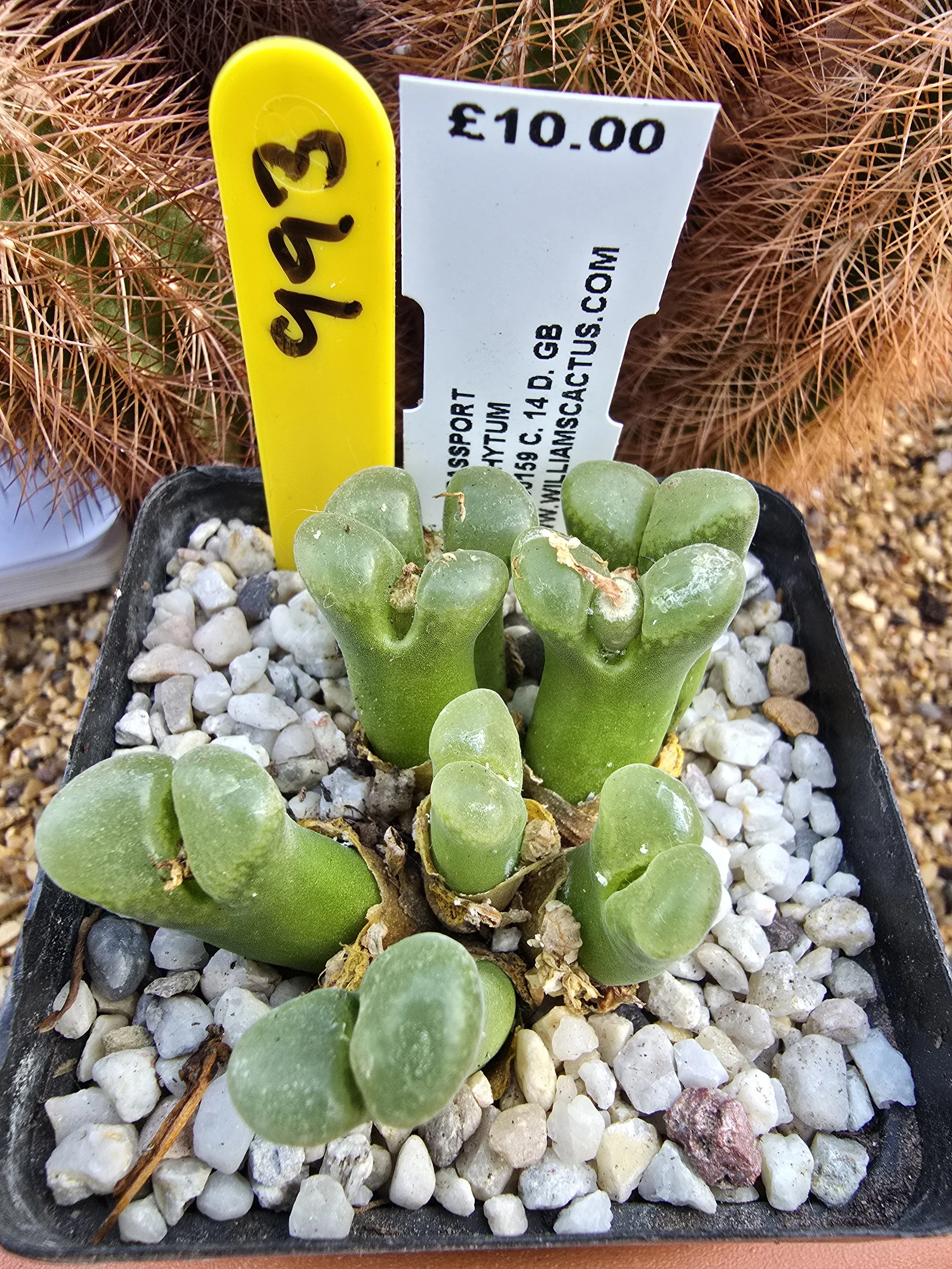 CONOPHYTUM