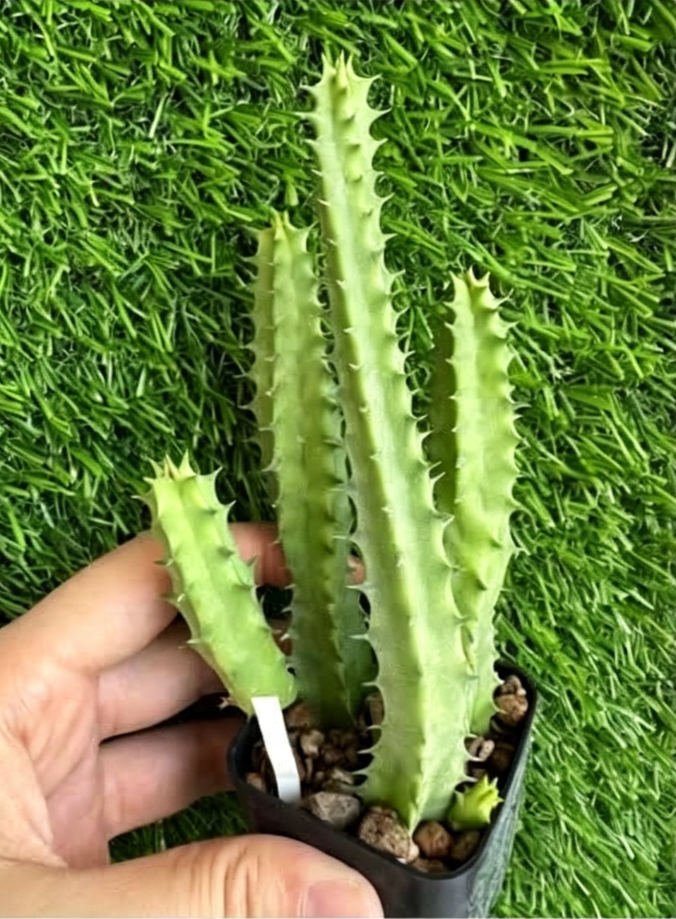 HUERNIA+SOMALICA+HYBRID+CL.2.png