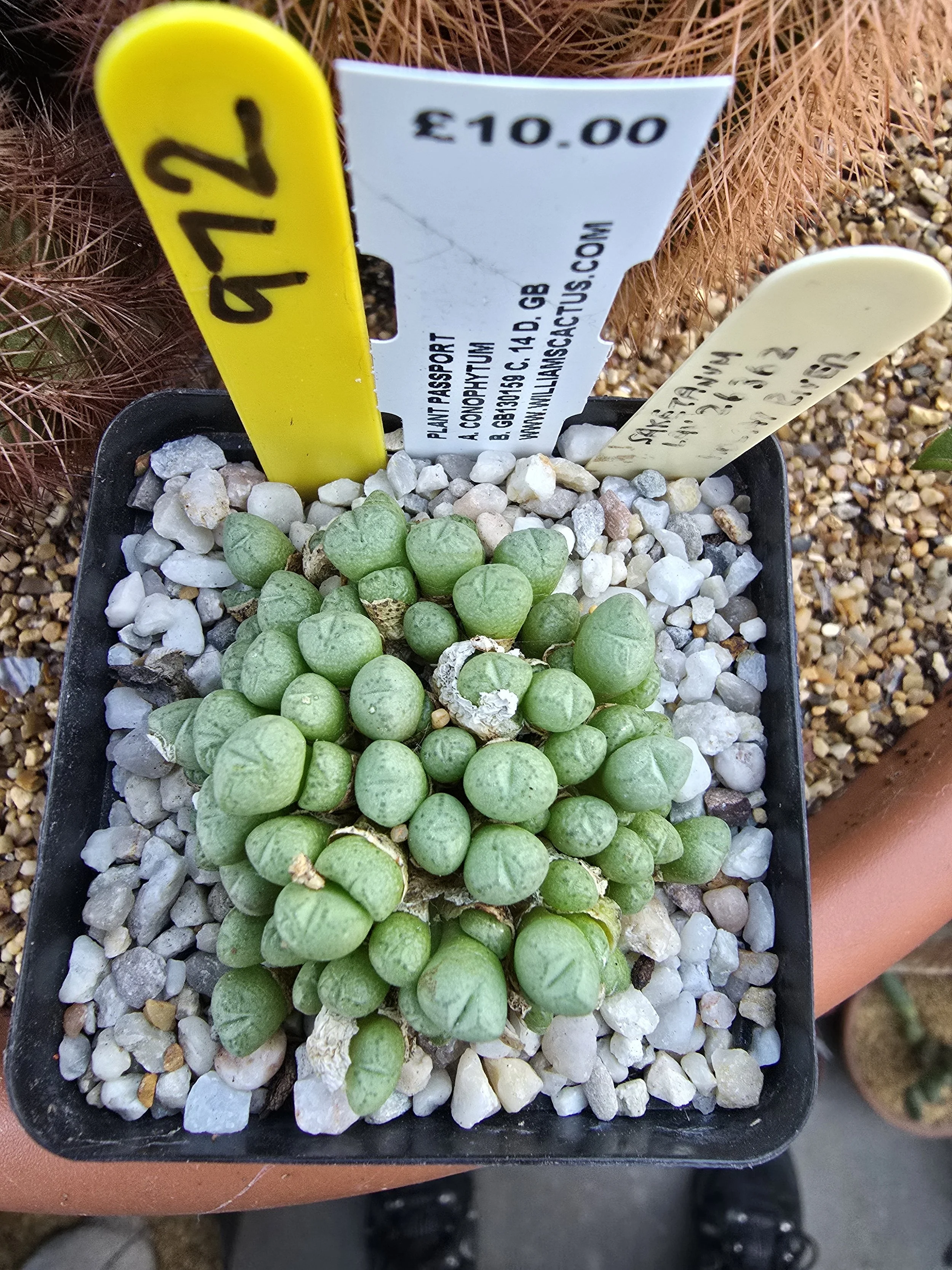 CONOPHYTUM SAXETANUM LAV 26362 HOLGAT RIVER