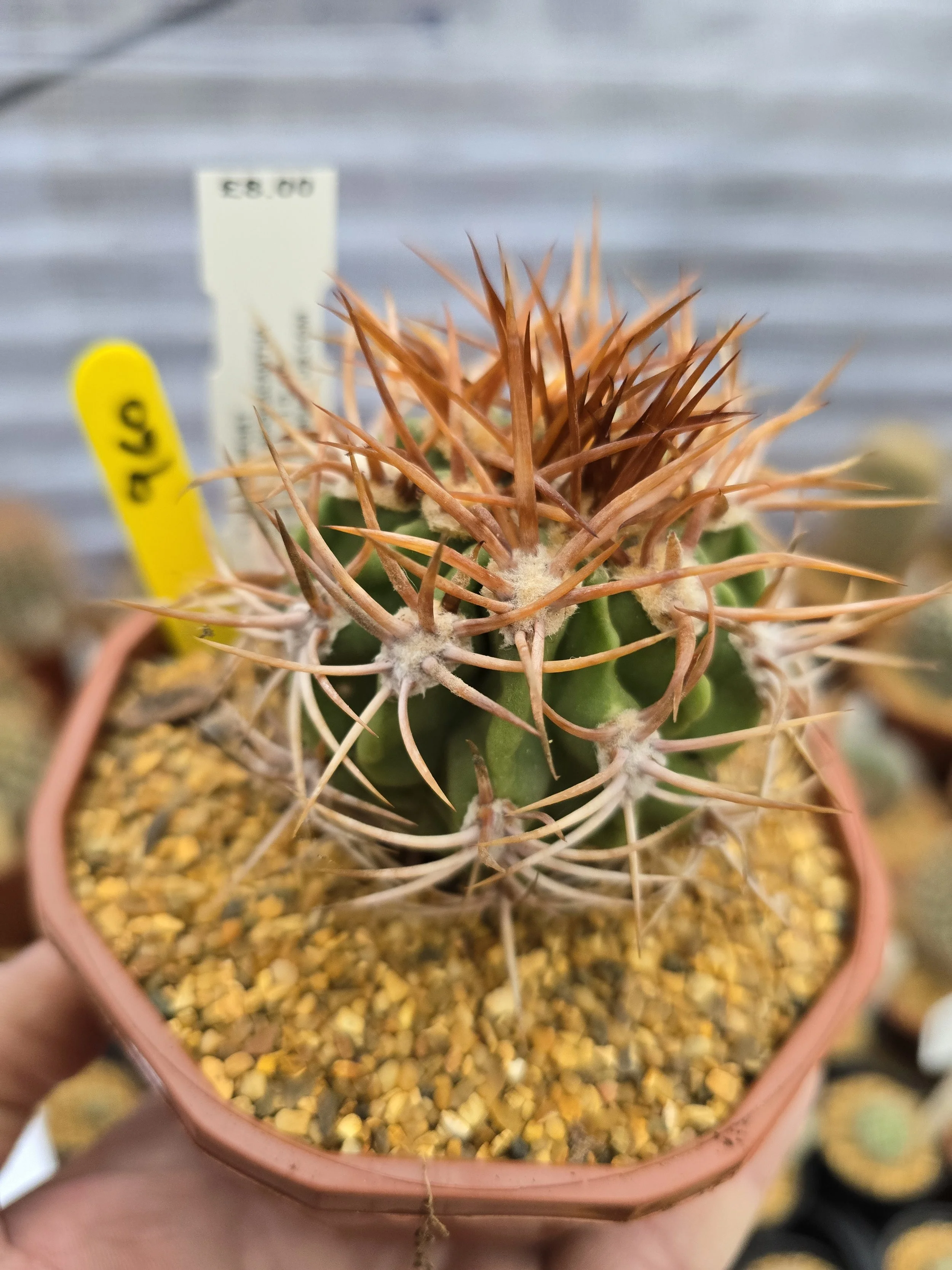 690 DENMOZA RHODACANTHA.jpg