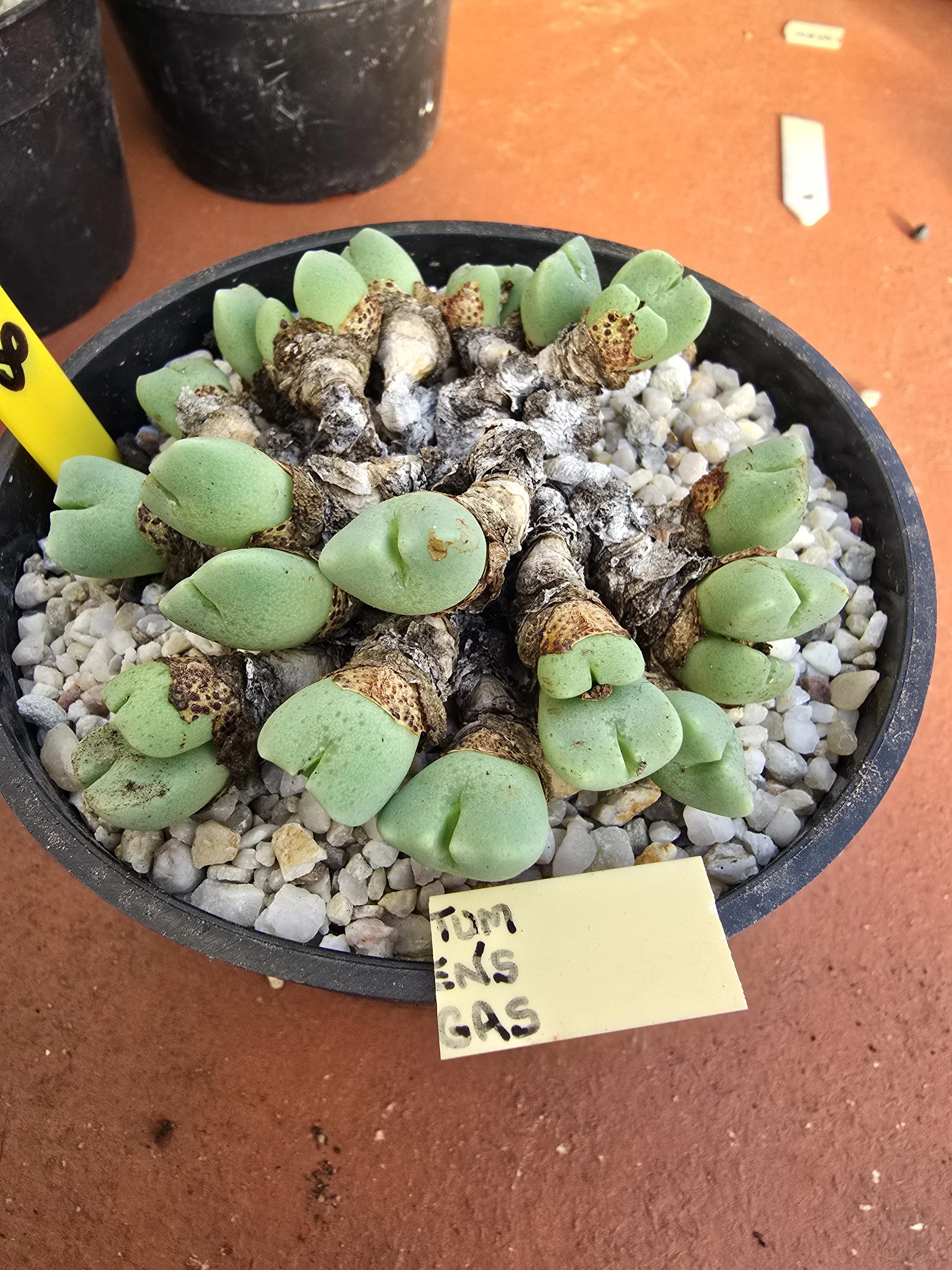 CONOPHYTUM   _______ENS ________GAS  ?