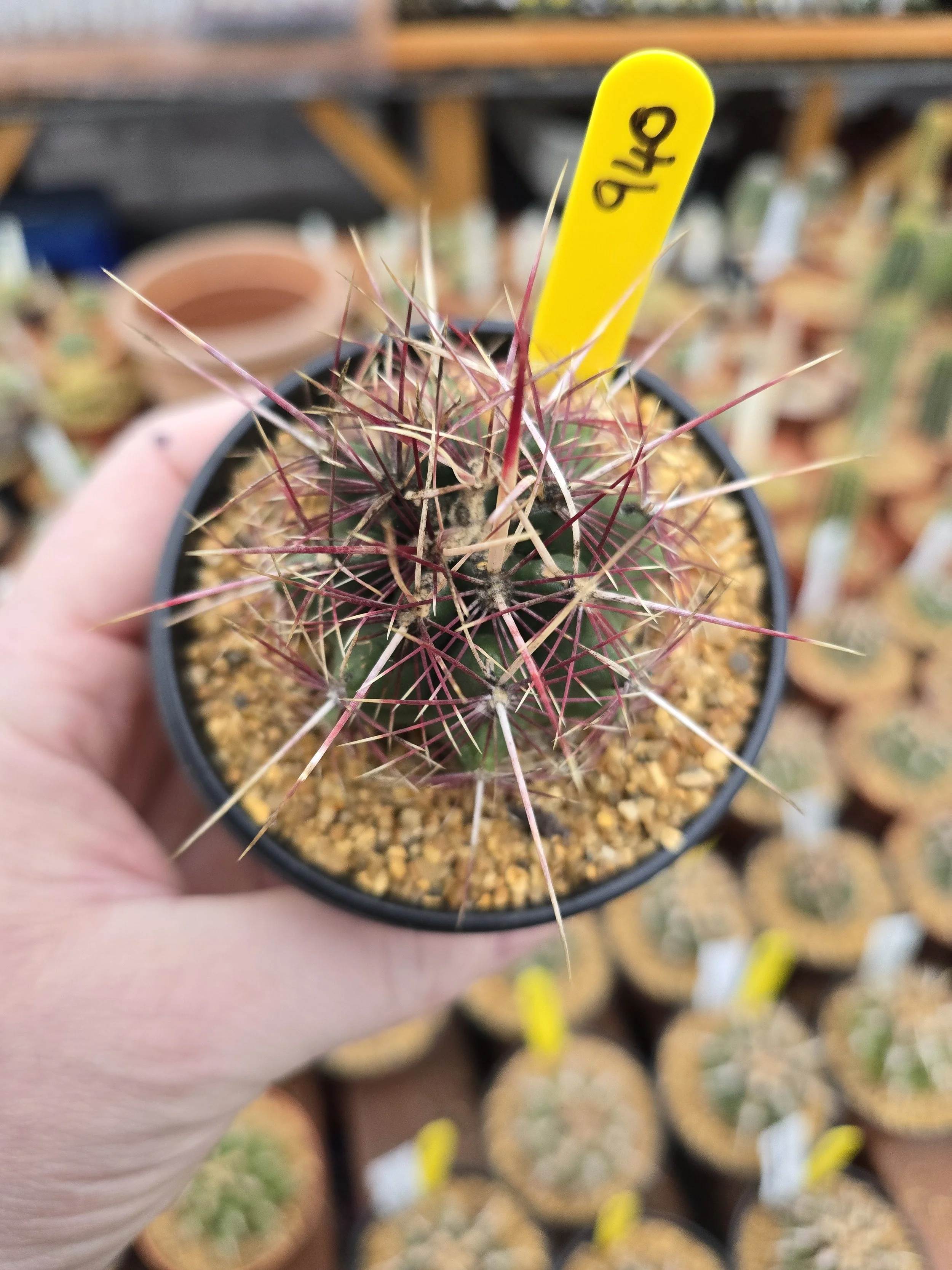 THELOCACTUS BICOLOUR V TEXENIS