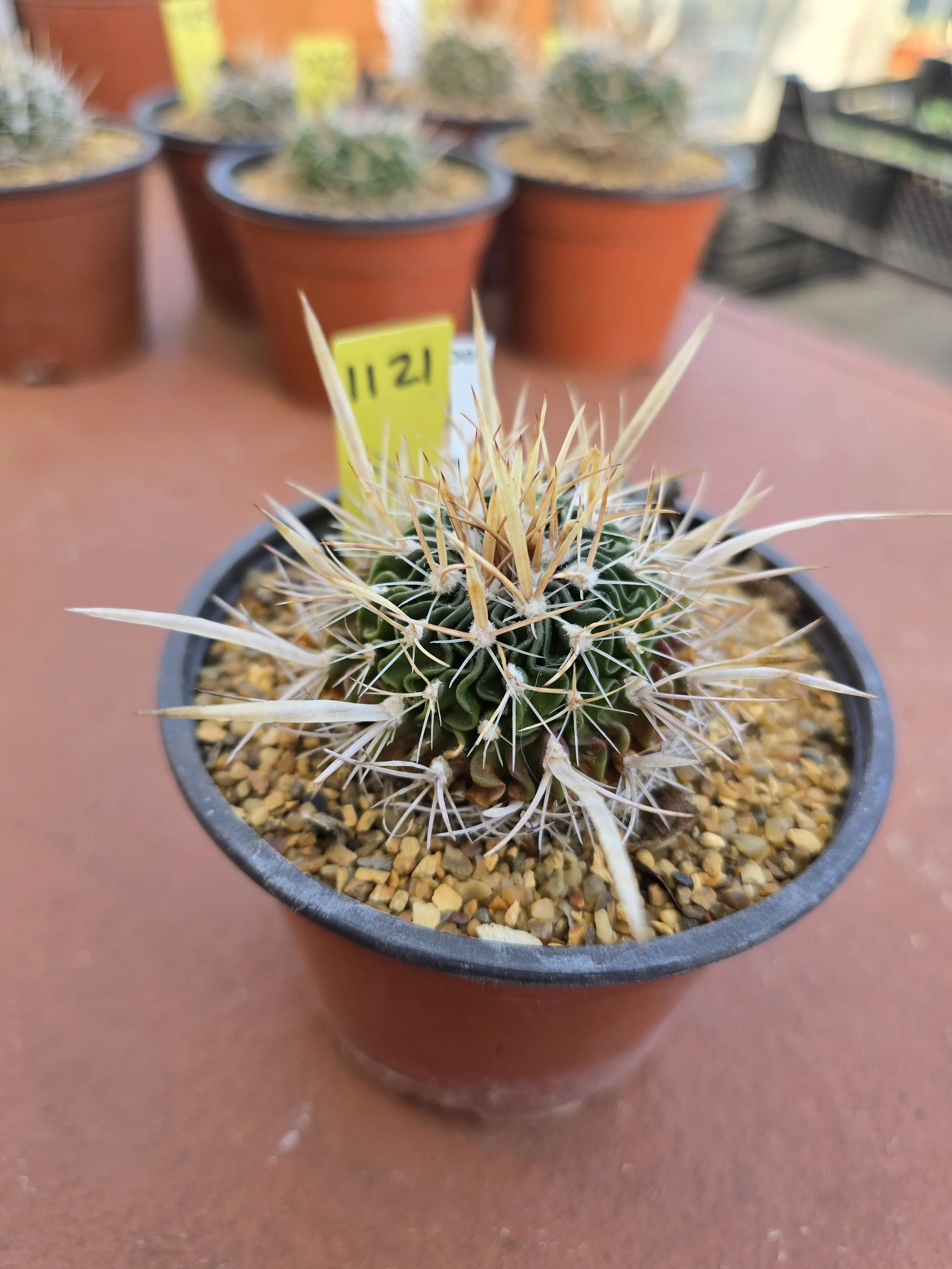 STENOCACTUS SP. LAU 751
