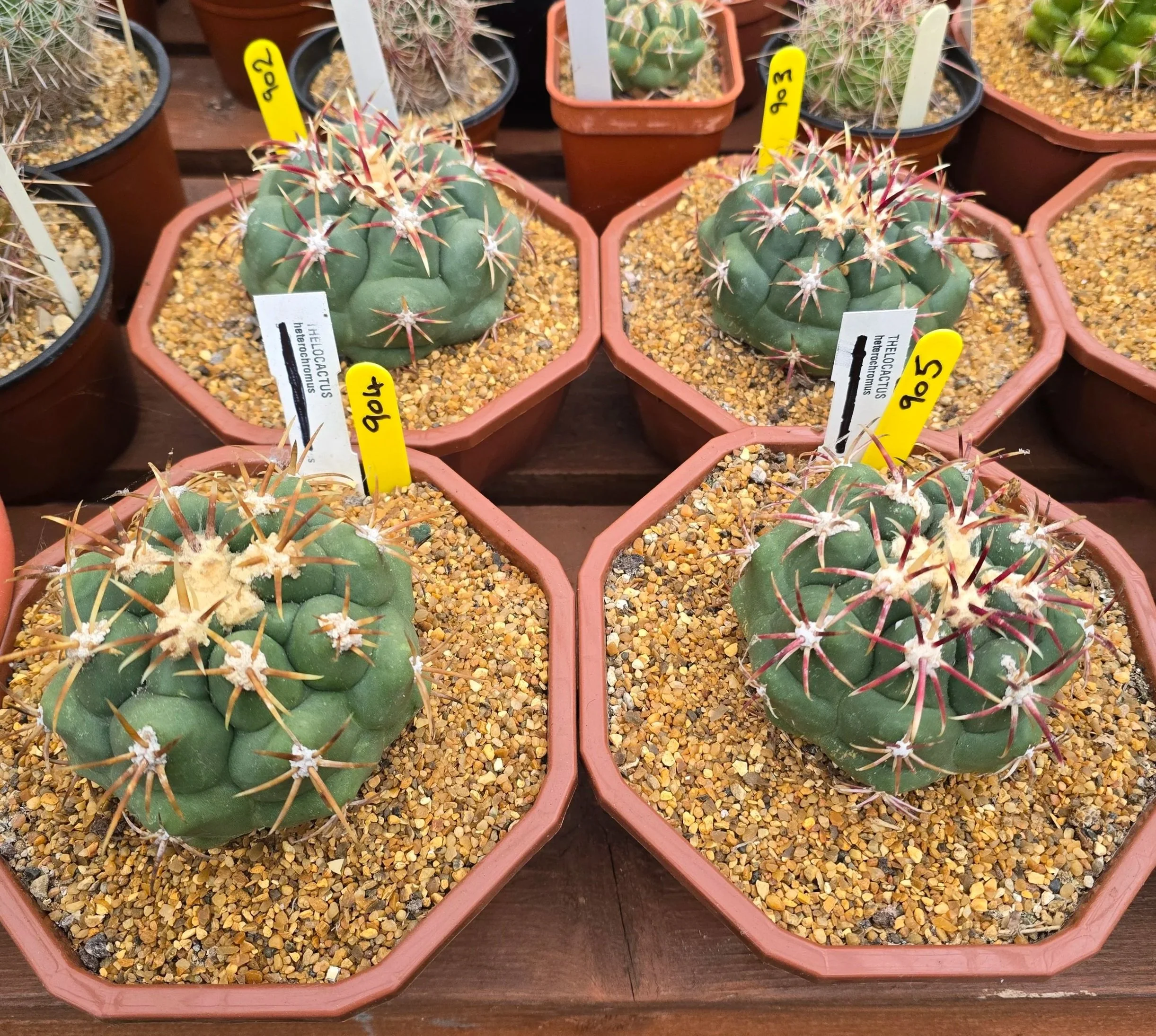 THELOCACTUS HETEROCHROMUS