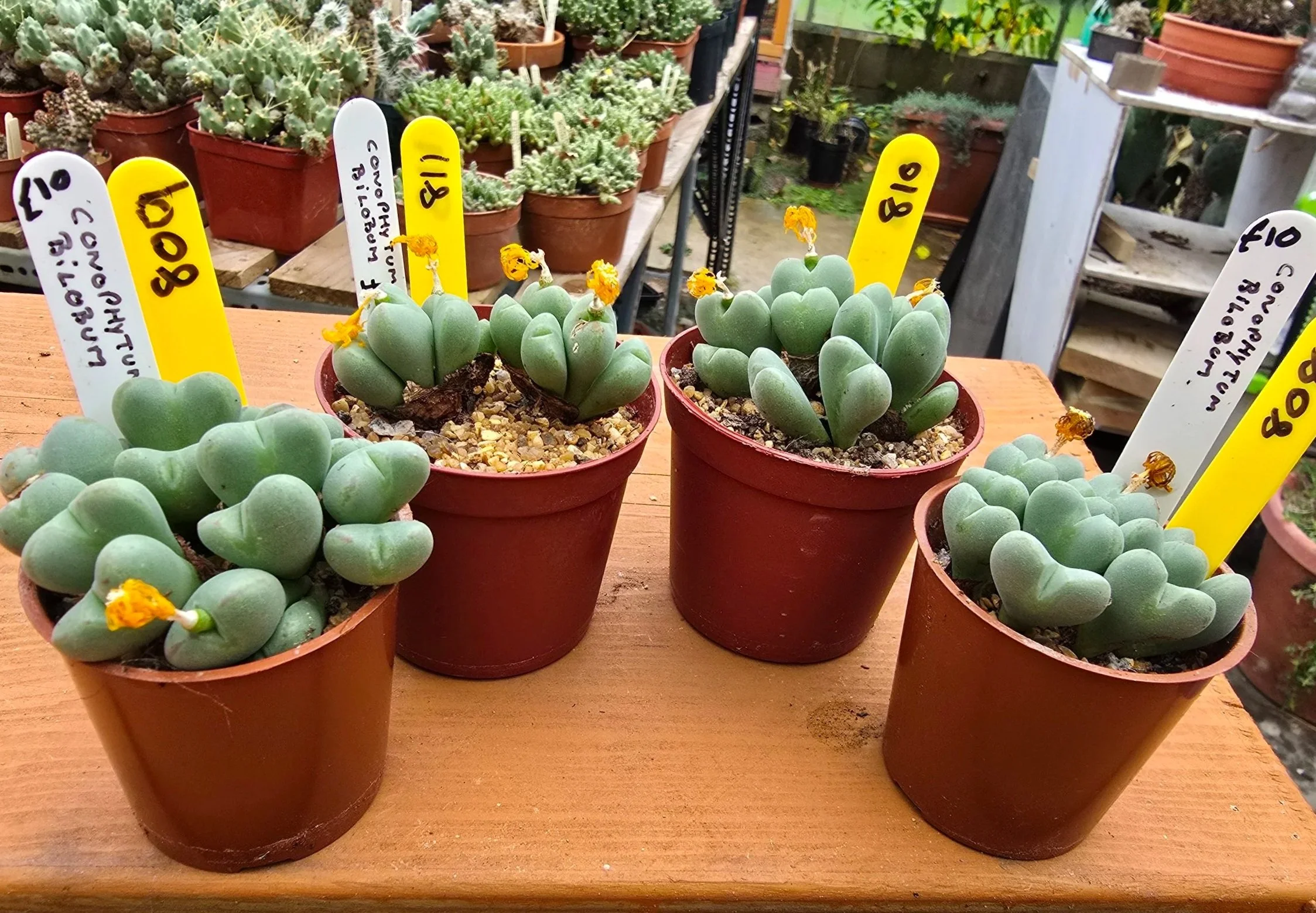CONOPHYTUM BILOBUM