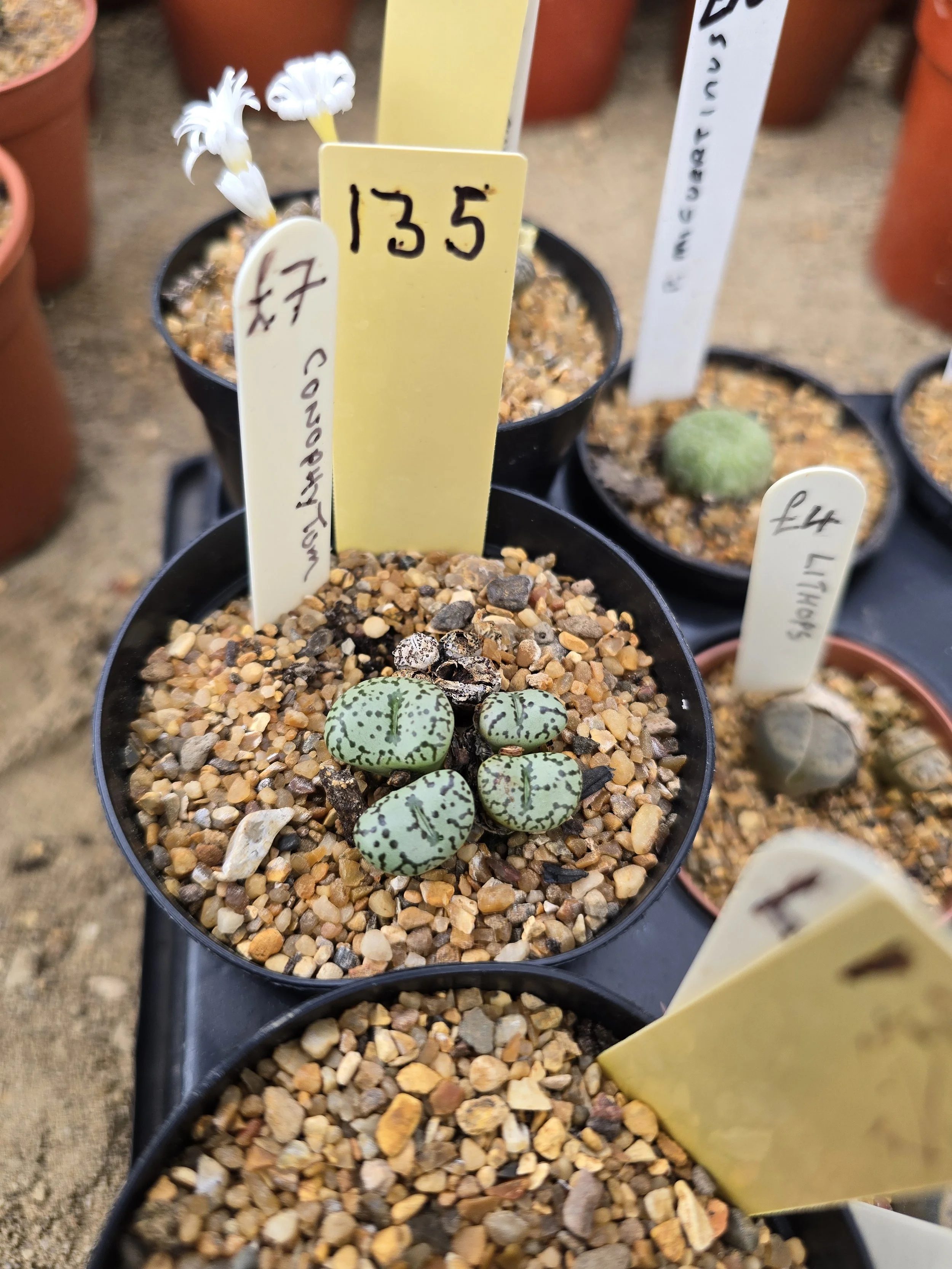 Conophytum - Obcordellum Hybrids