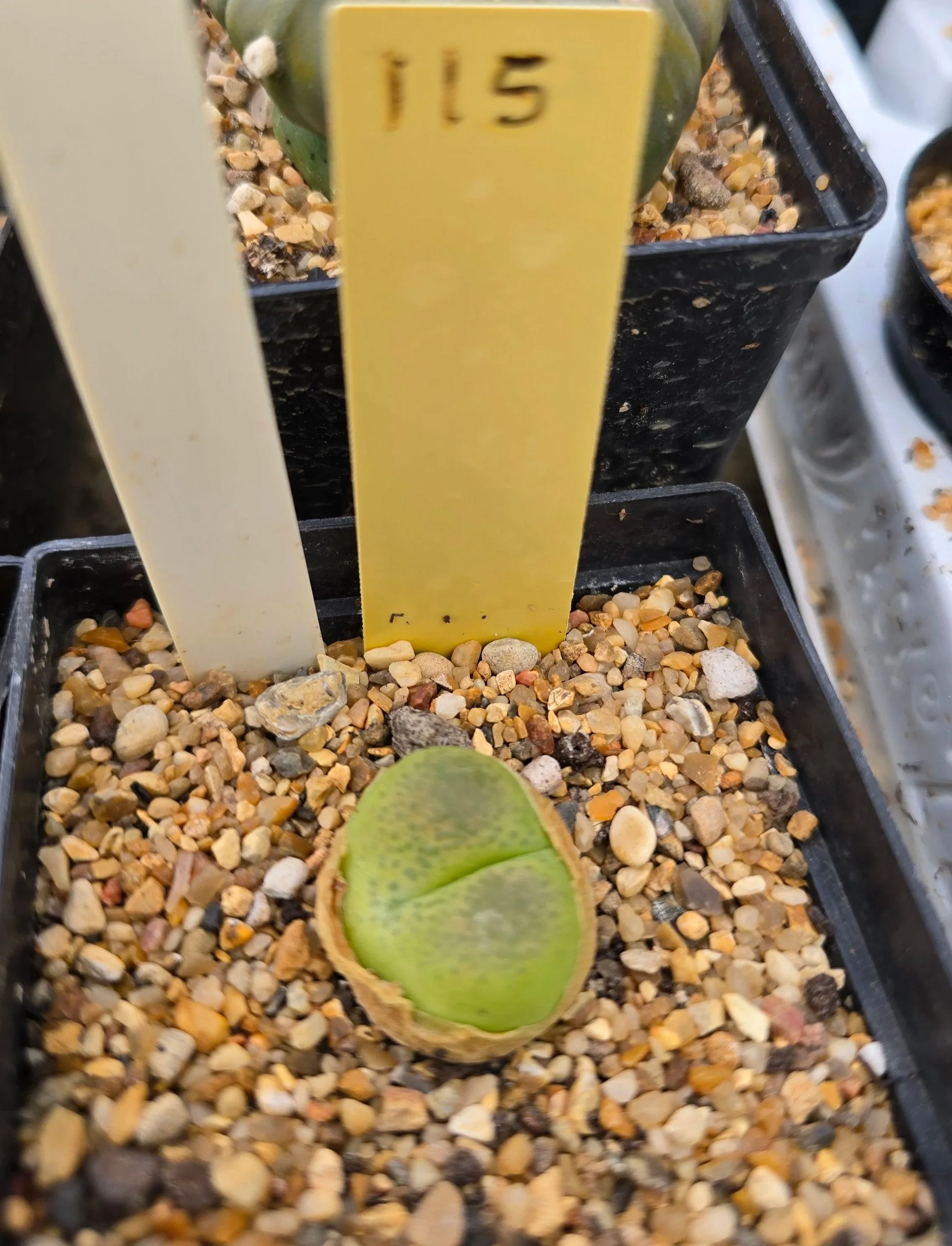 Conophytum - Unknown Name