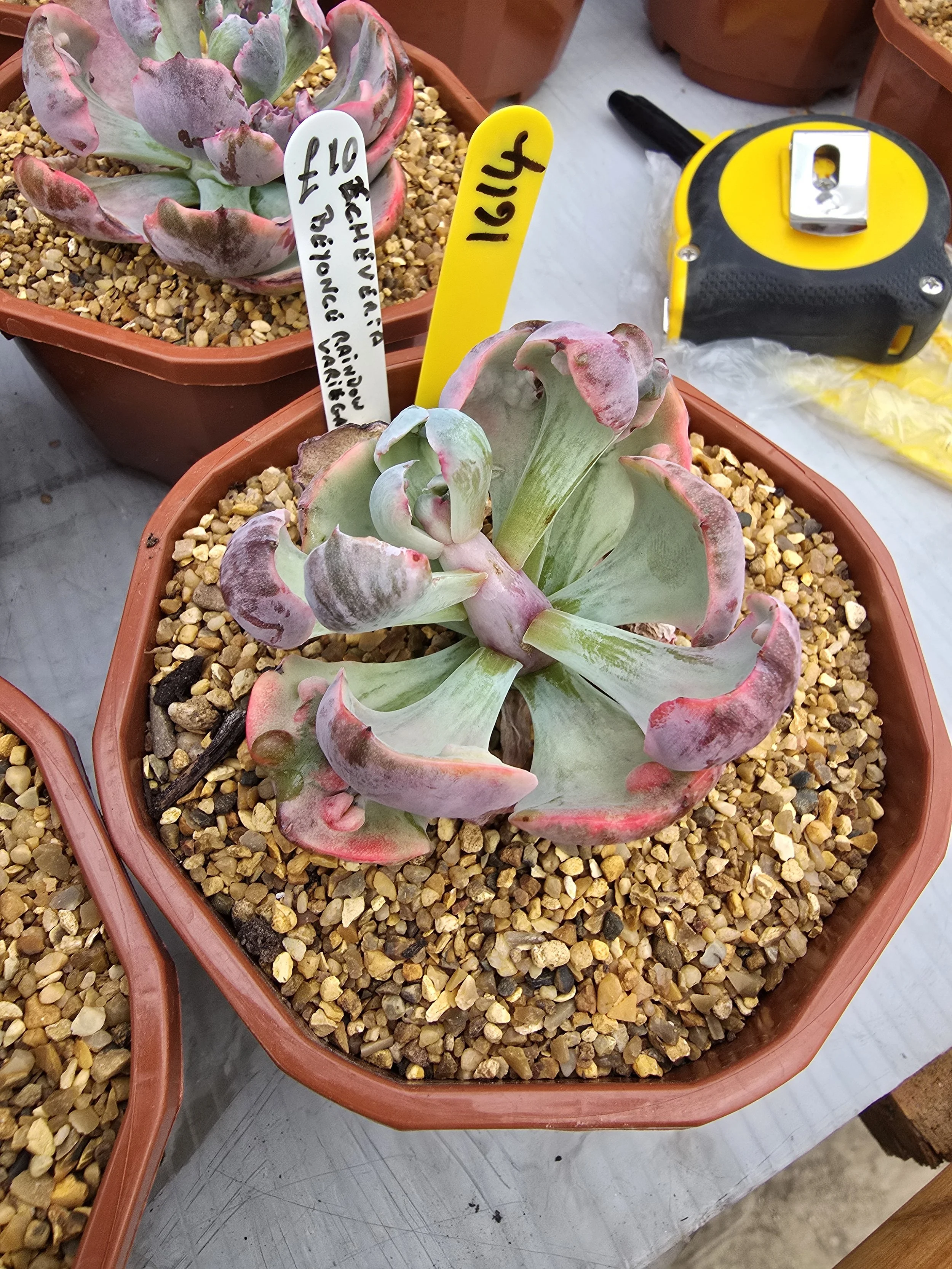 Echeveria Beyonce Rainbow variegated