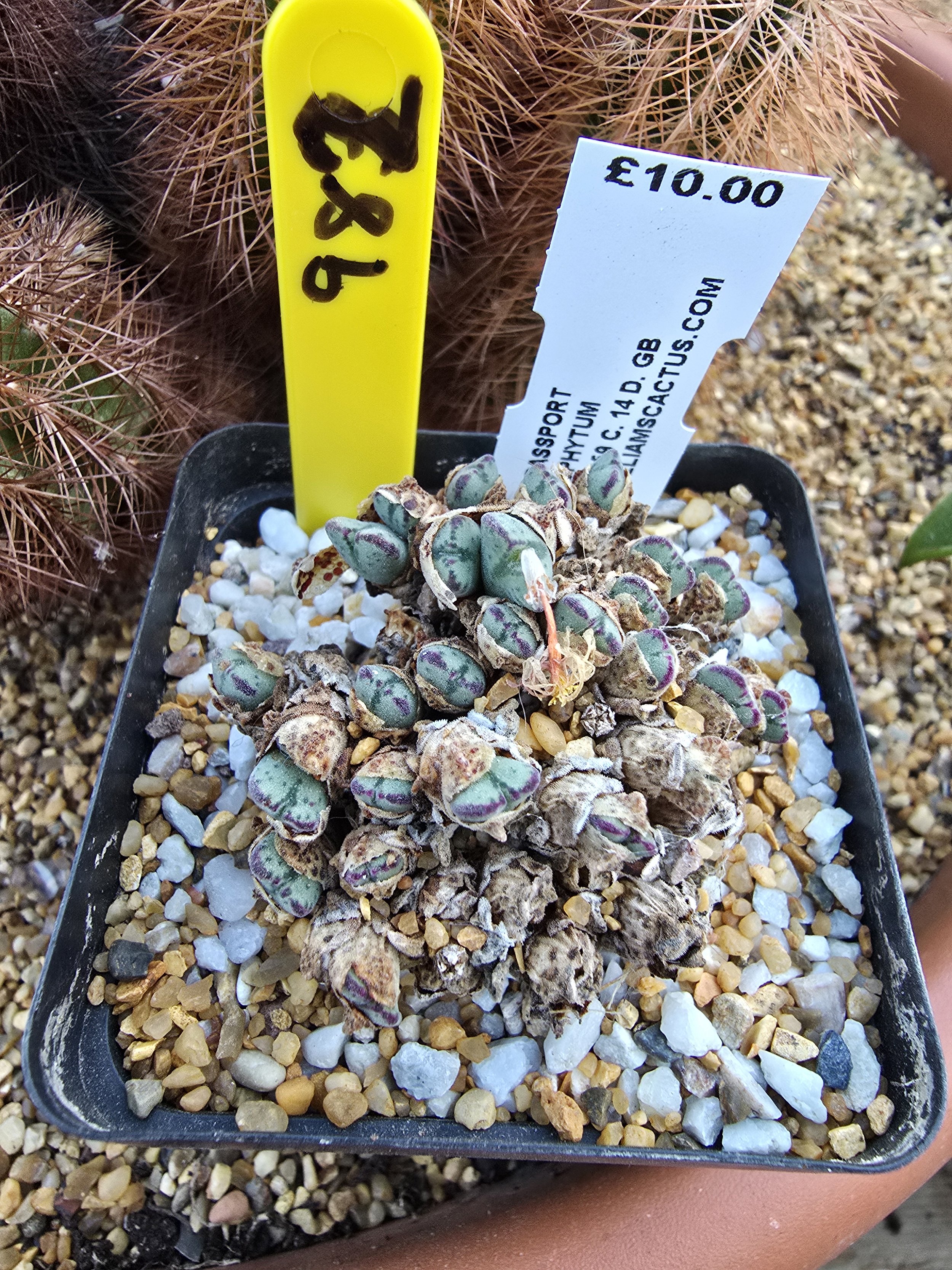 CONOPHYTUM