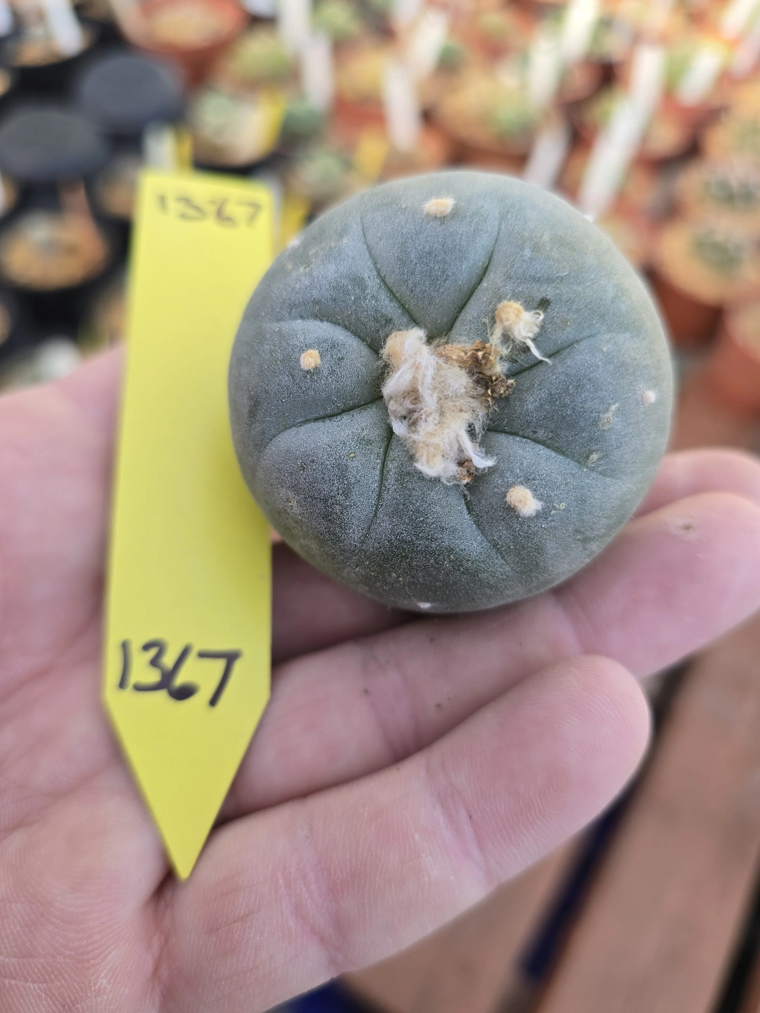 Lophophora
