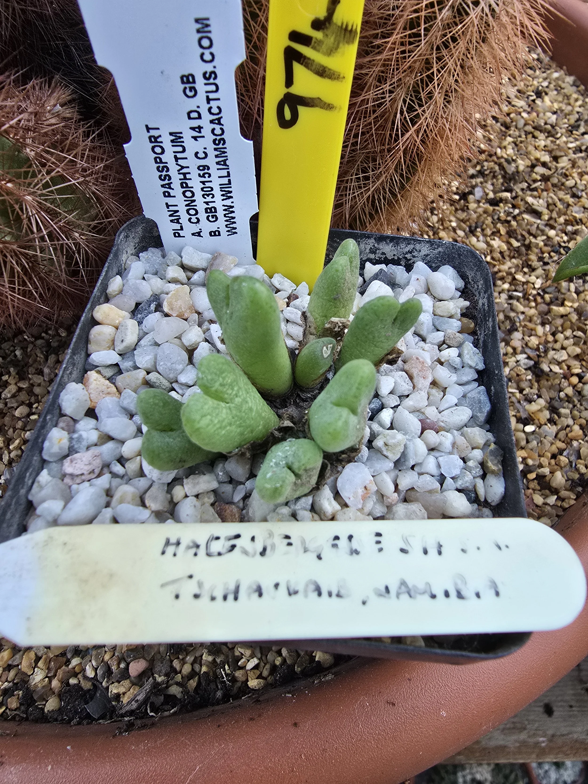 CONOPHYTUM HALENBERGENSE (SCHWANTES NAMIBIA)