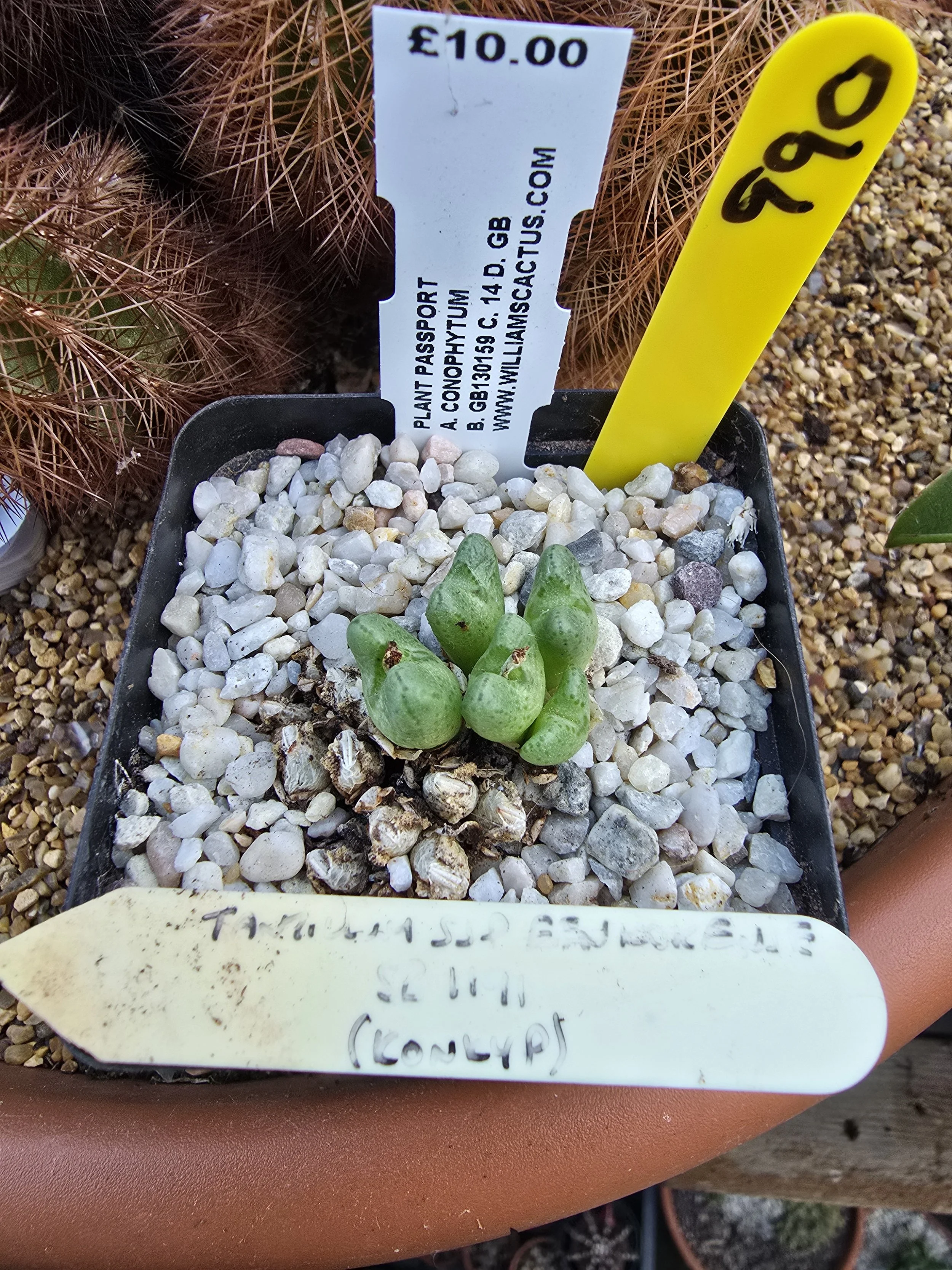 Conophytum tantillum subsp. eenkokerense SB1191 KONKYP