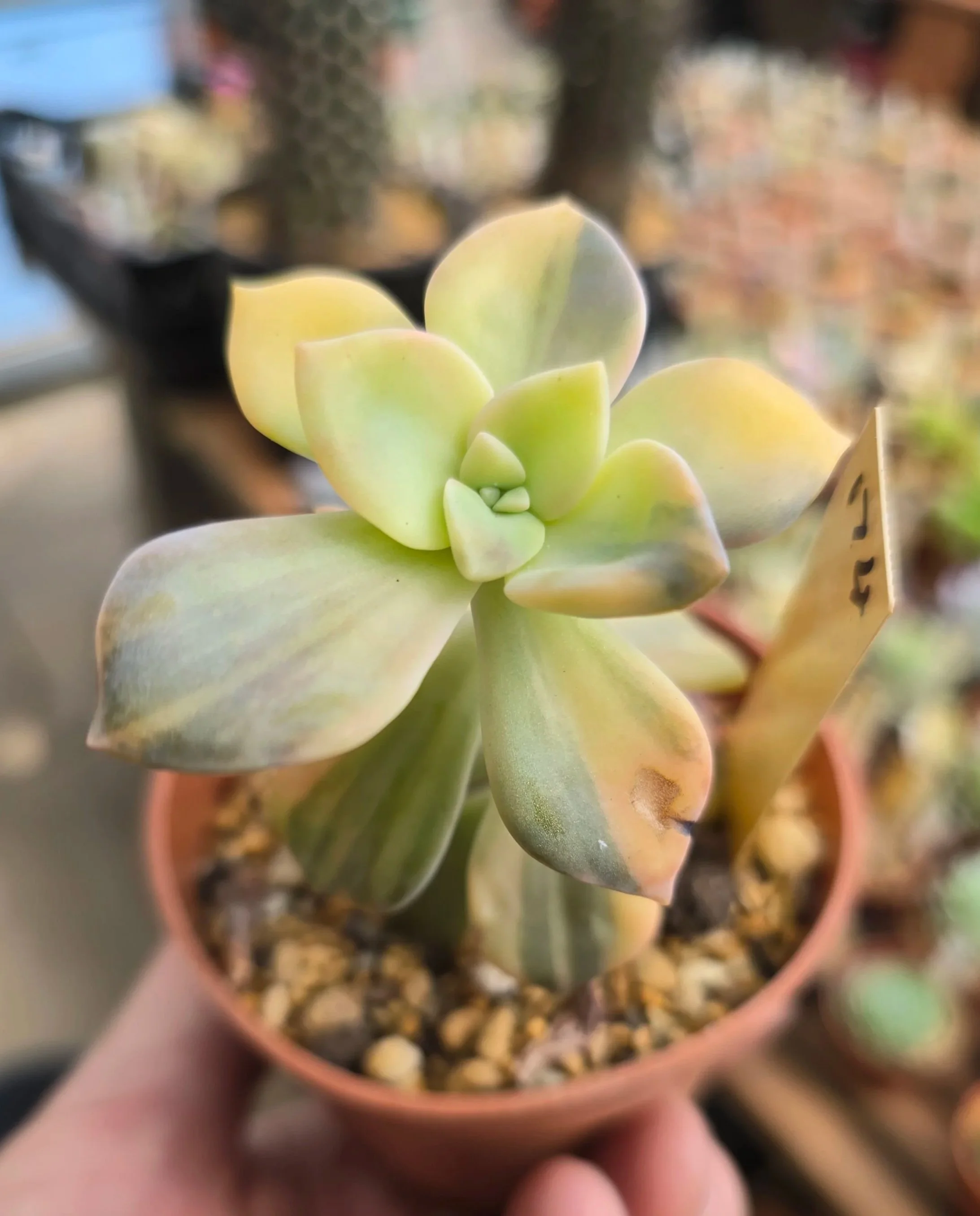 Graptopetalum Purple Delight variegated