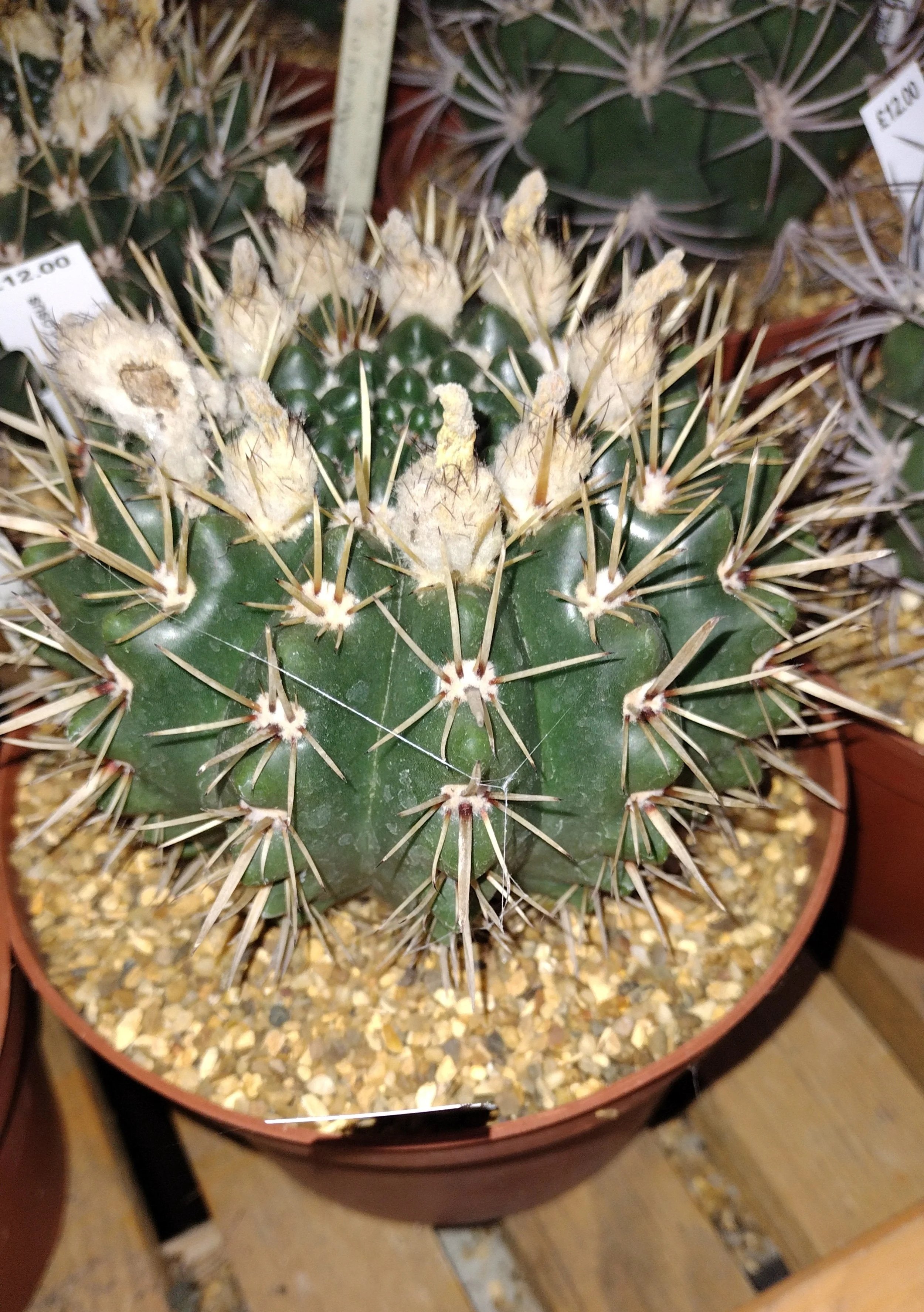 Notocactus Submammirosus