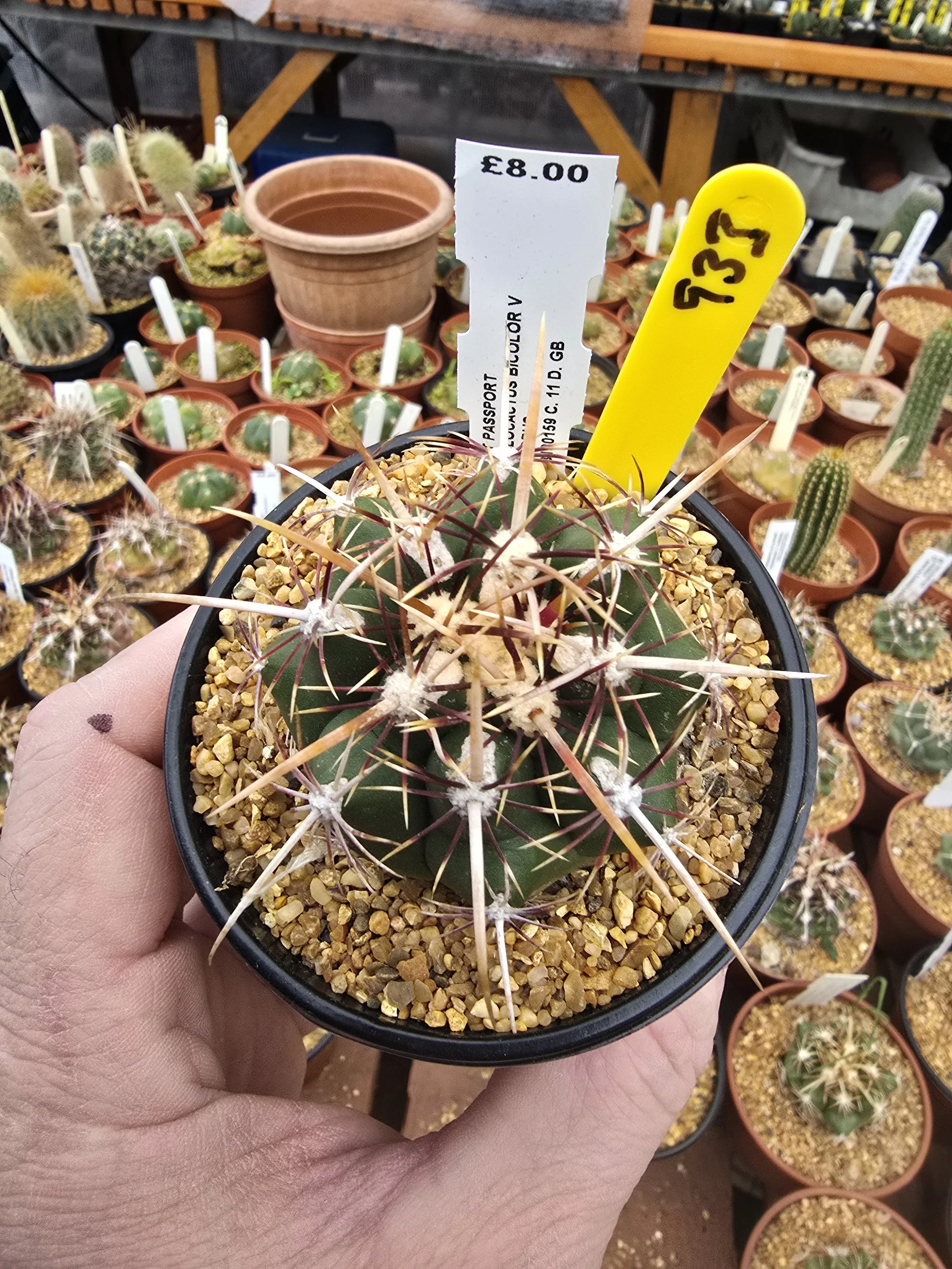THELOCACTUS BICOLOUR V COMMODUS