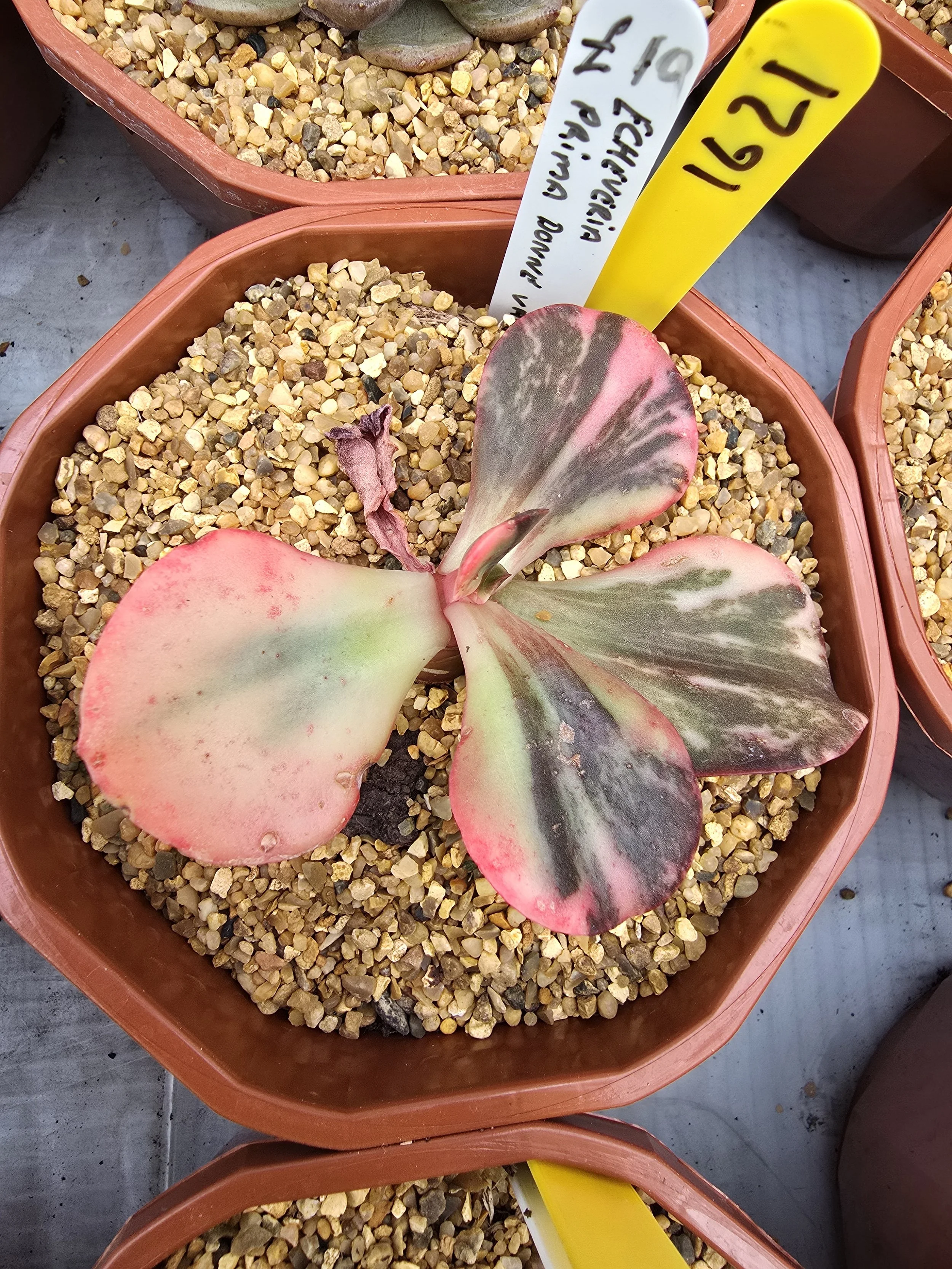 Echeveria Prima Donna variegated