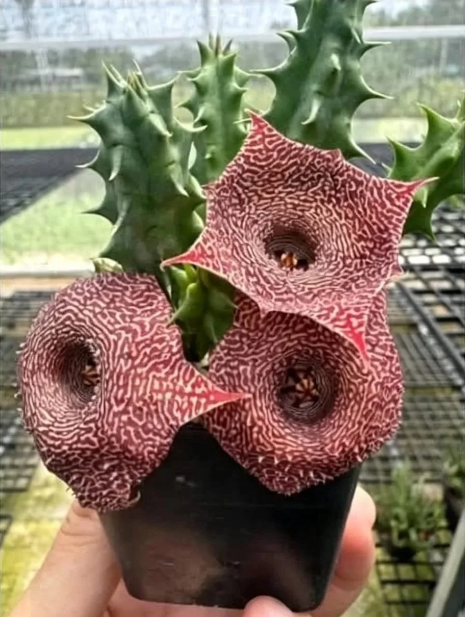 HUERNIA CANDY MAROON