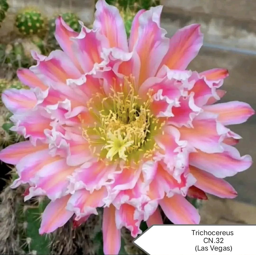 TRICHOCEREUS CN32 LAS VEGAS