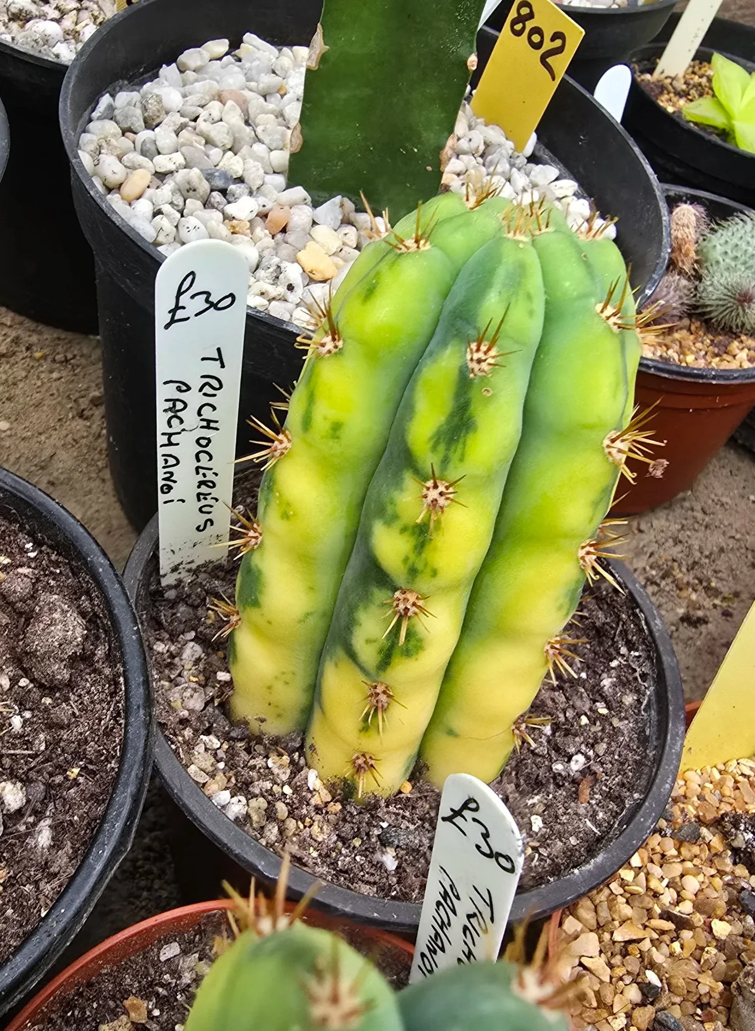 TRICHOCEREUS PACHANOI  Williams Cactus