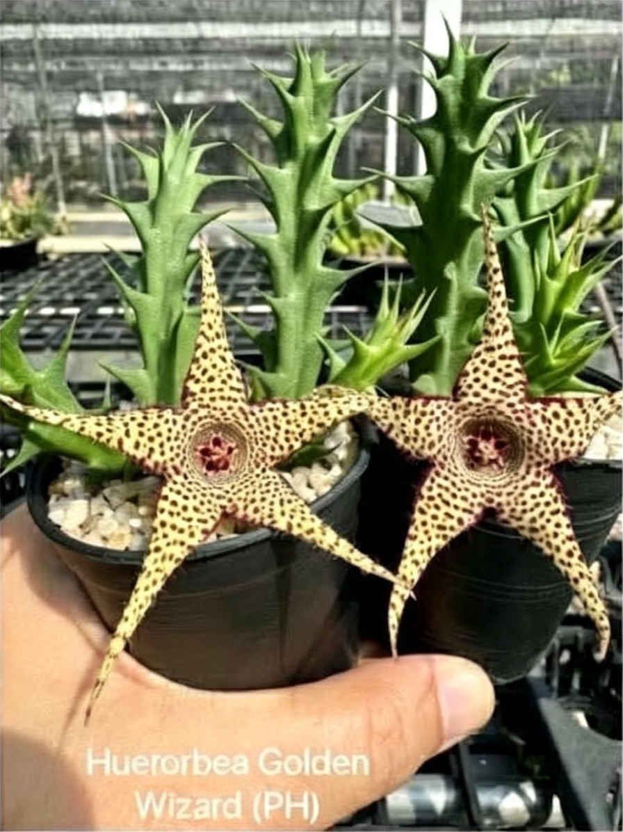 HUERNIA GOLDEN WIZARD (PH)