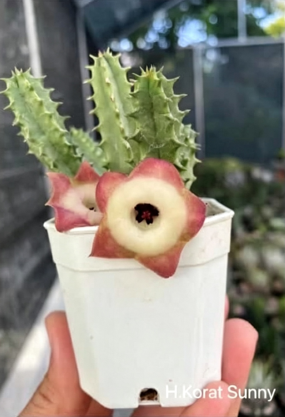 HUERNIA+KORAT+SUNNY.png