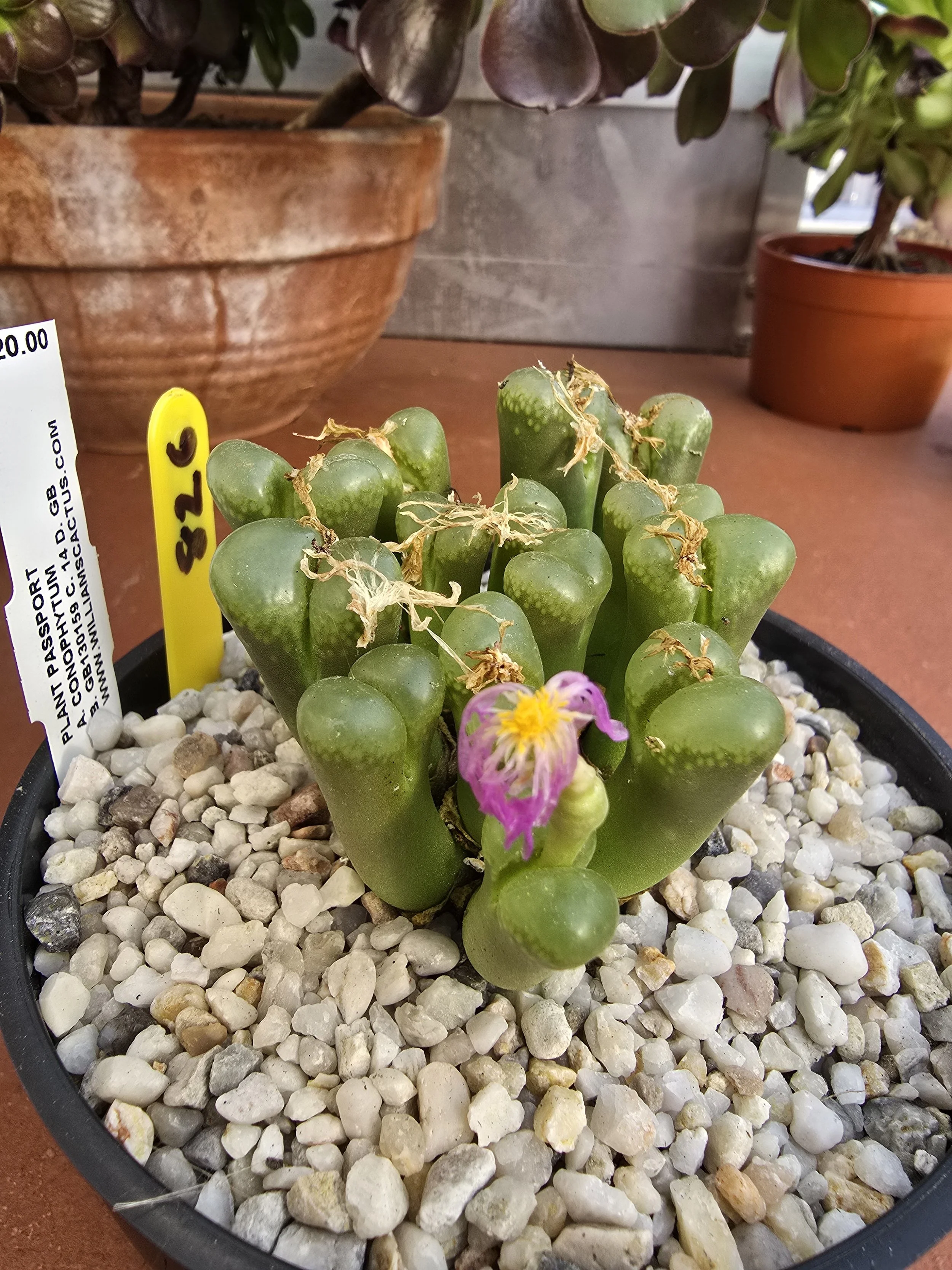 CONOPHYTUM