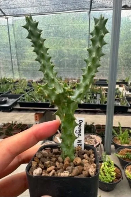 EDITHCOLEA+GRANDIS+%23NK+HYBRID.jpg