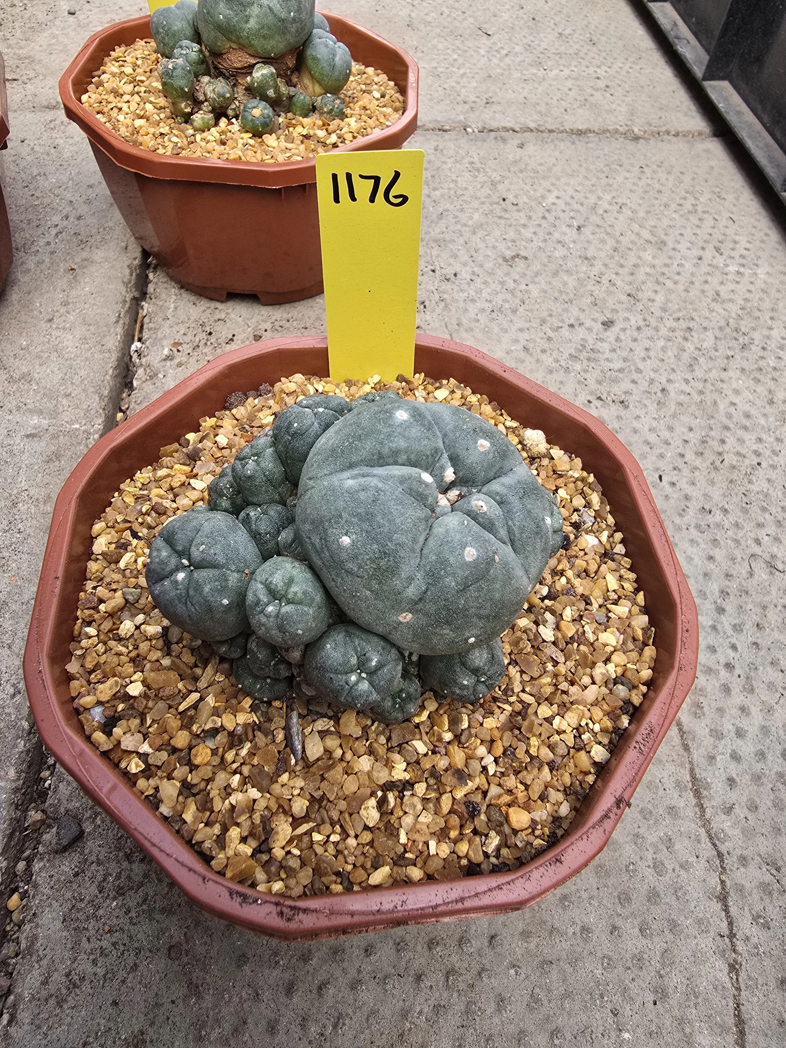 Lophophora williamsii var. caespitosa