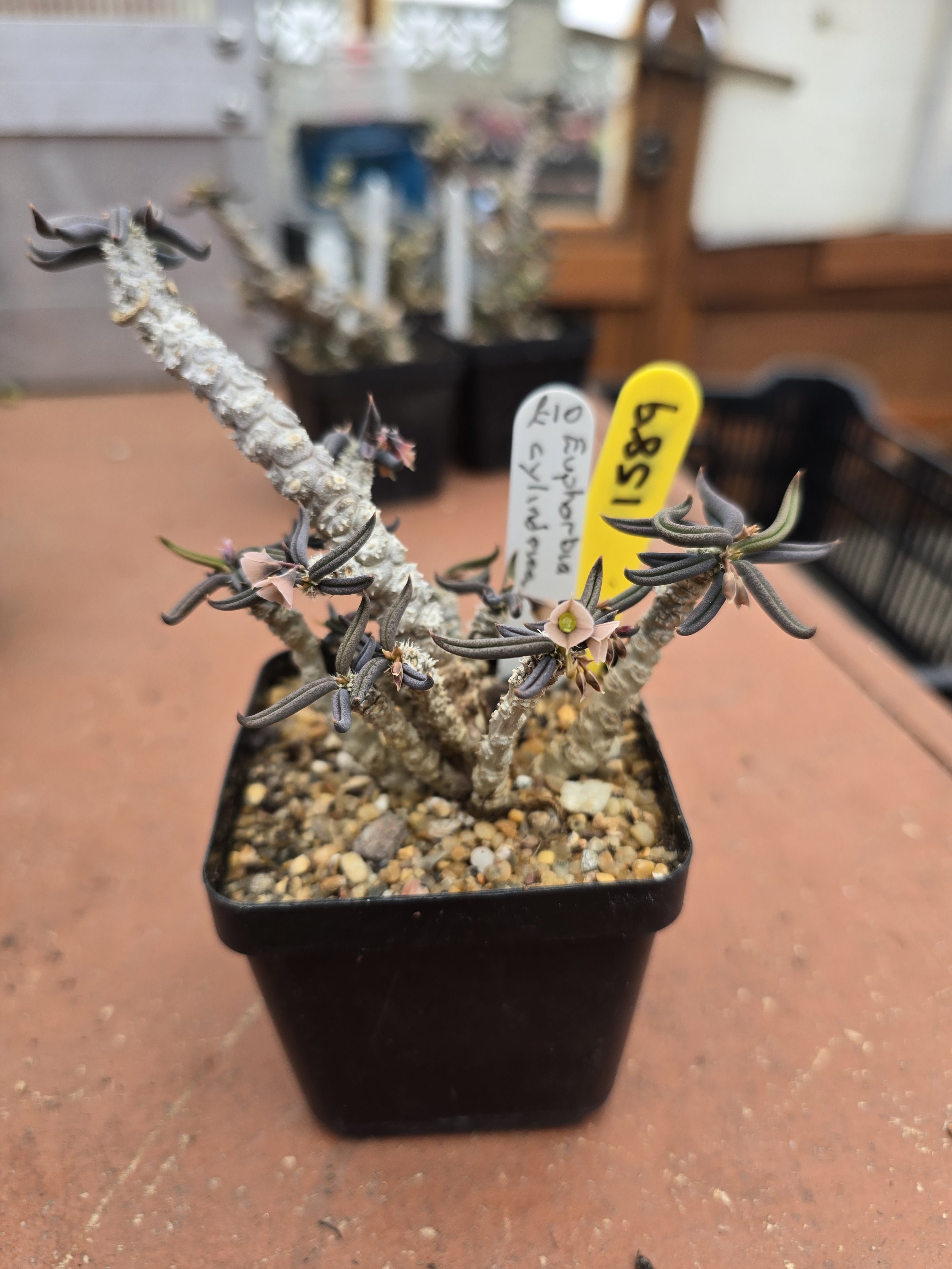 EUPHORBIA CYLINDRICA
