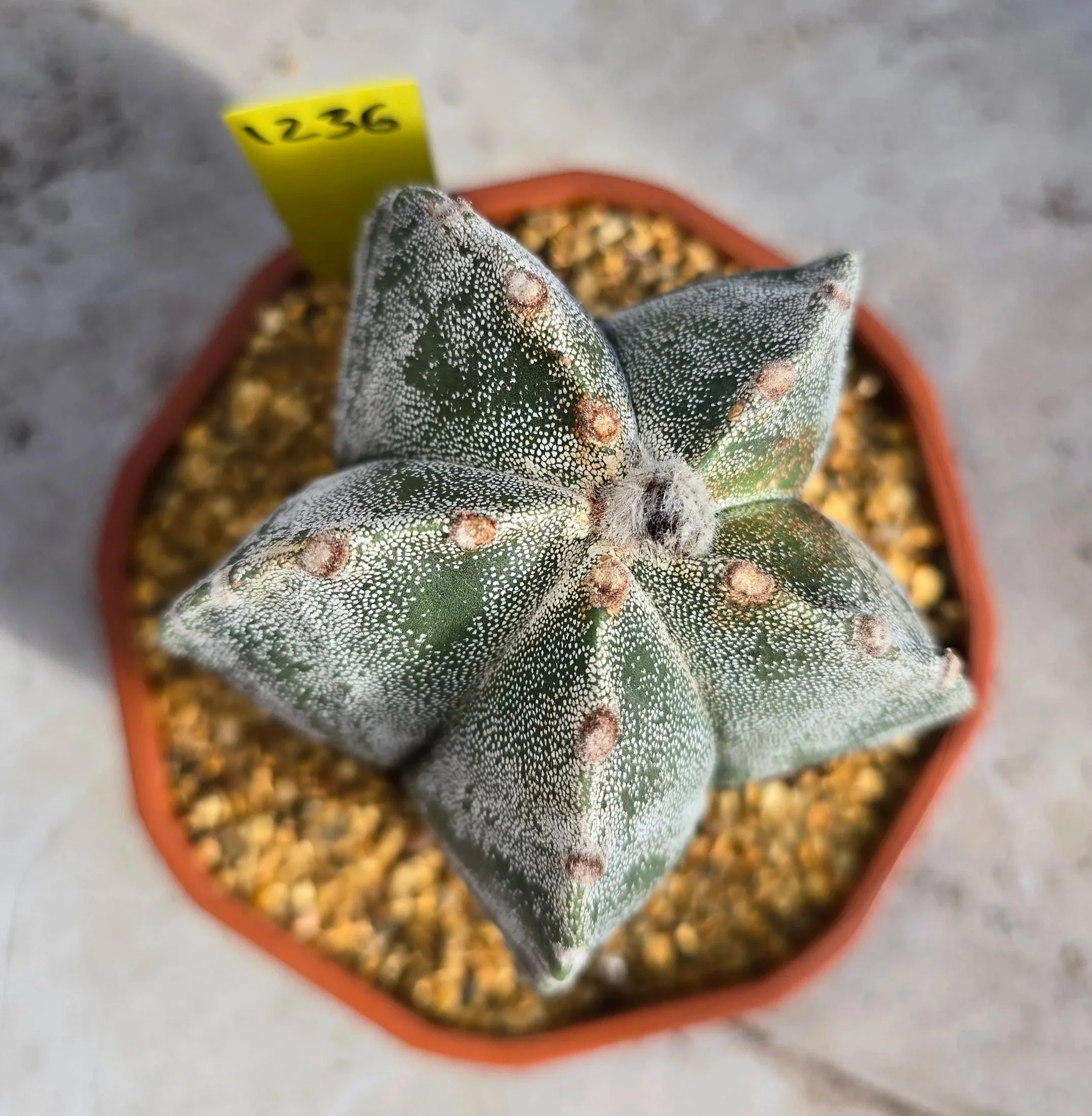 Astrophytum