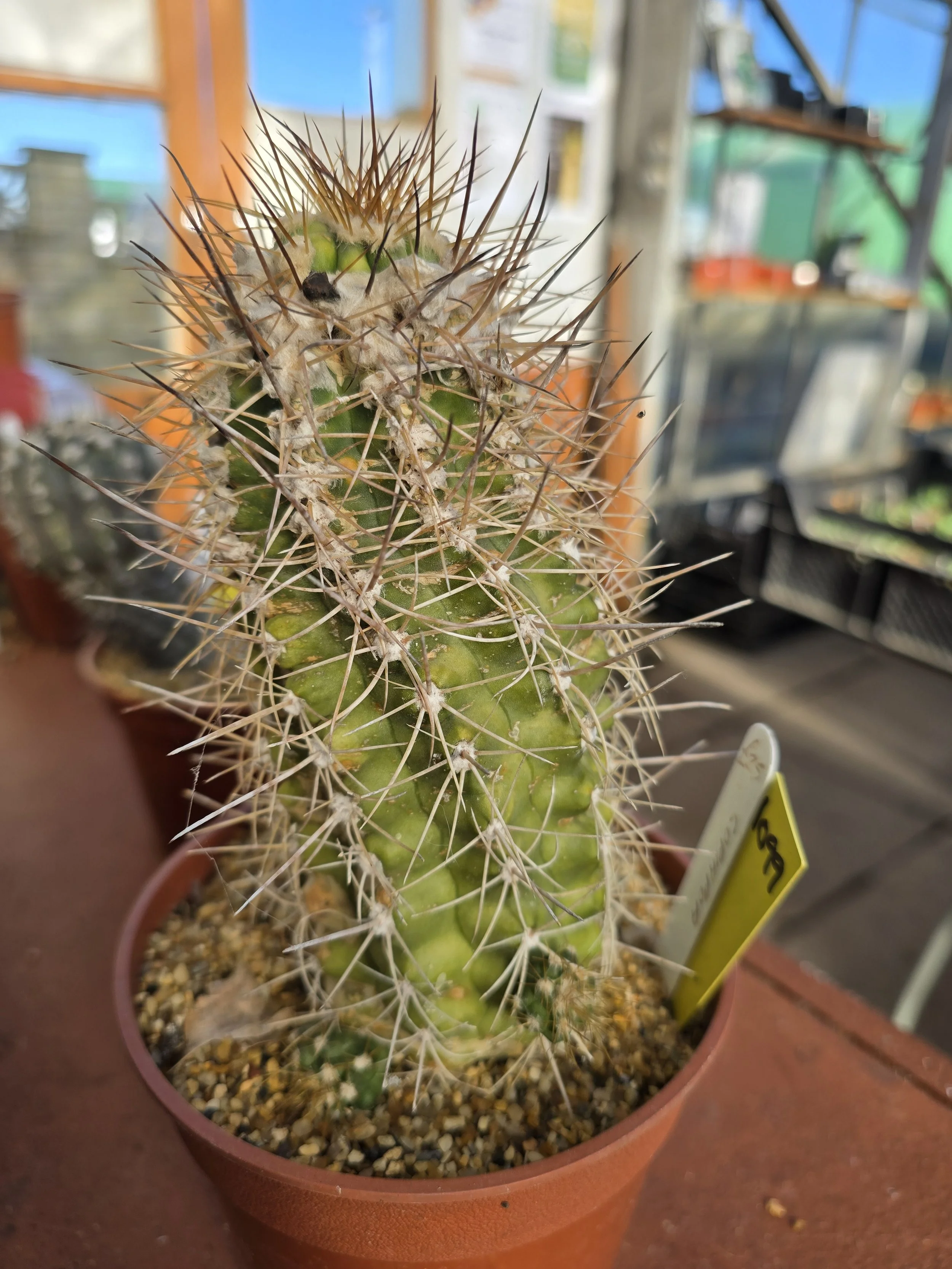 1099 COPIAPOA.jpg