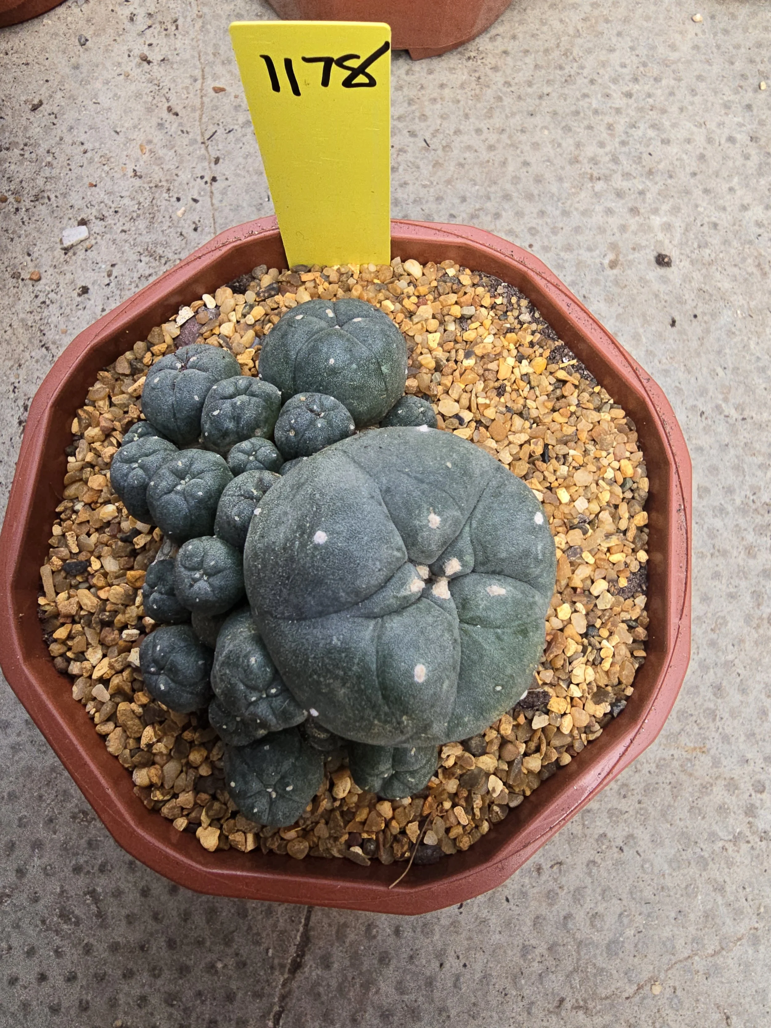 Lophophora williamsii var. caespitosa