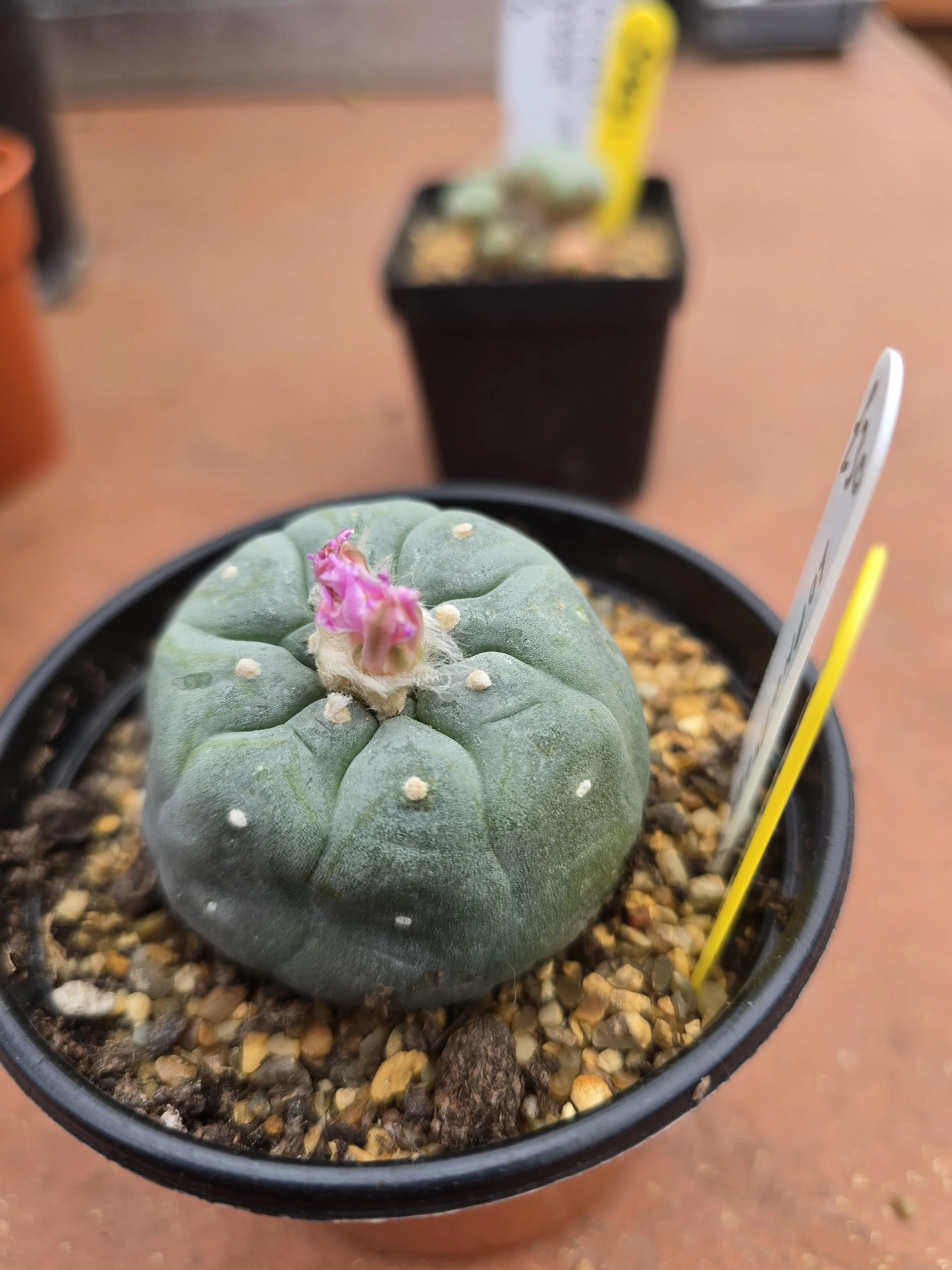 LOPHOPHORA WILLIAMSII