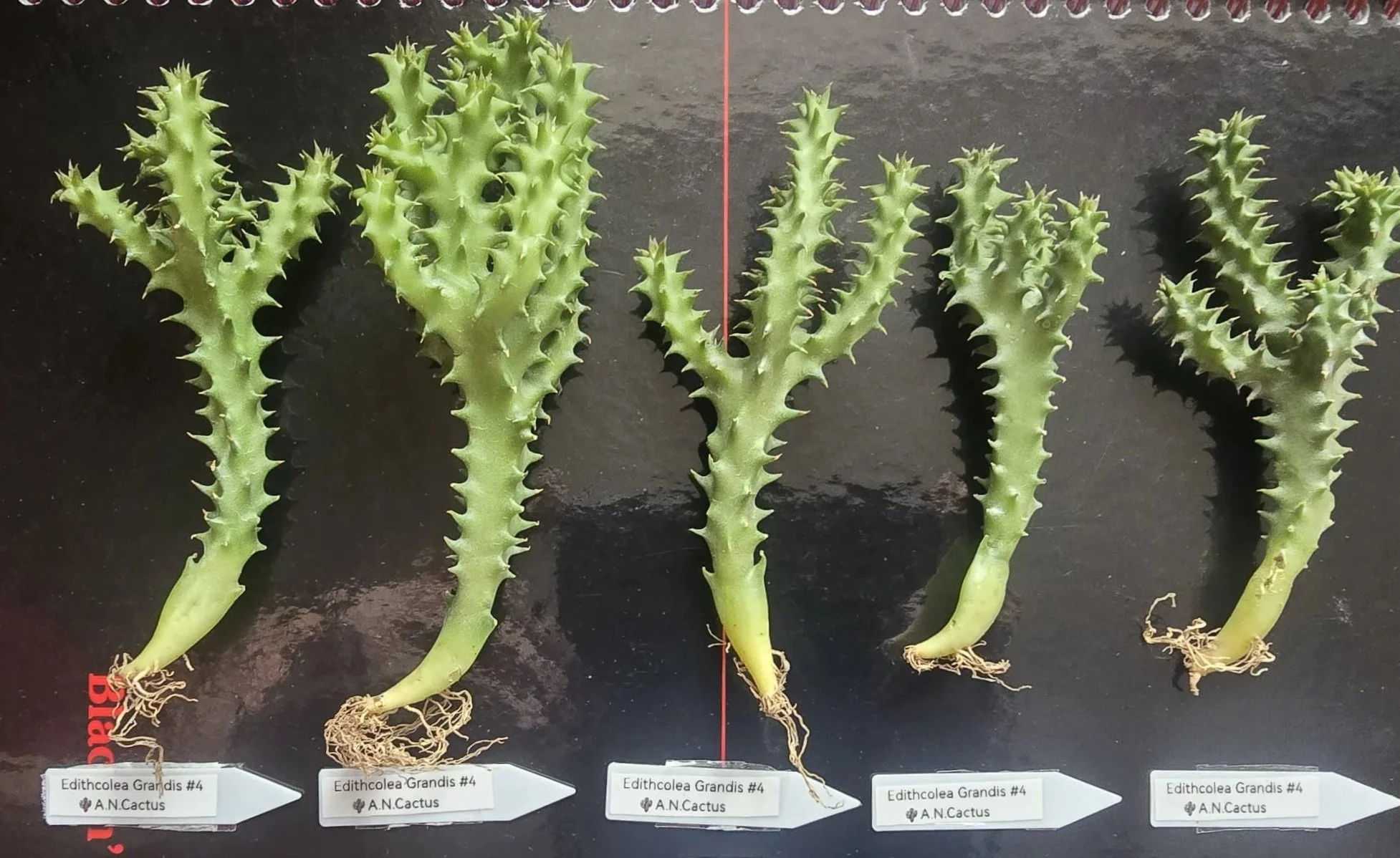 WILLIAMS+CACTUS+EDITHCOLEA+GRANDIS+%234.jpg