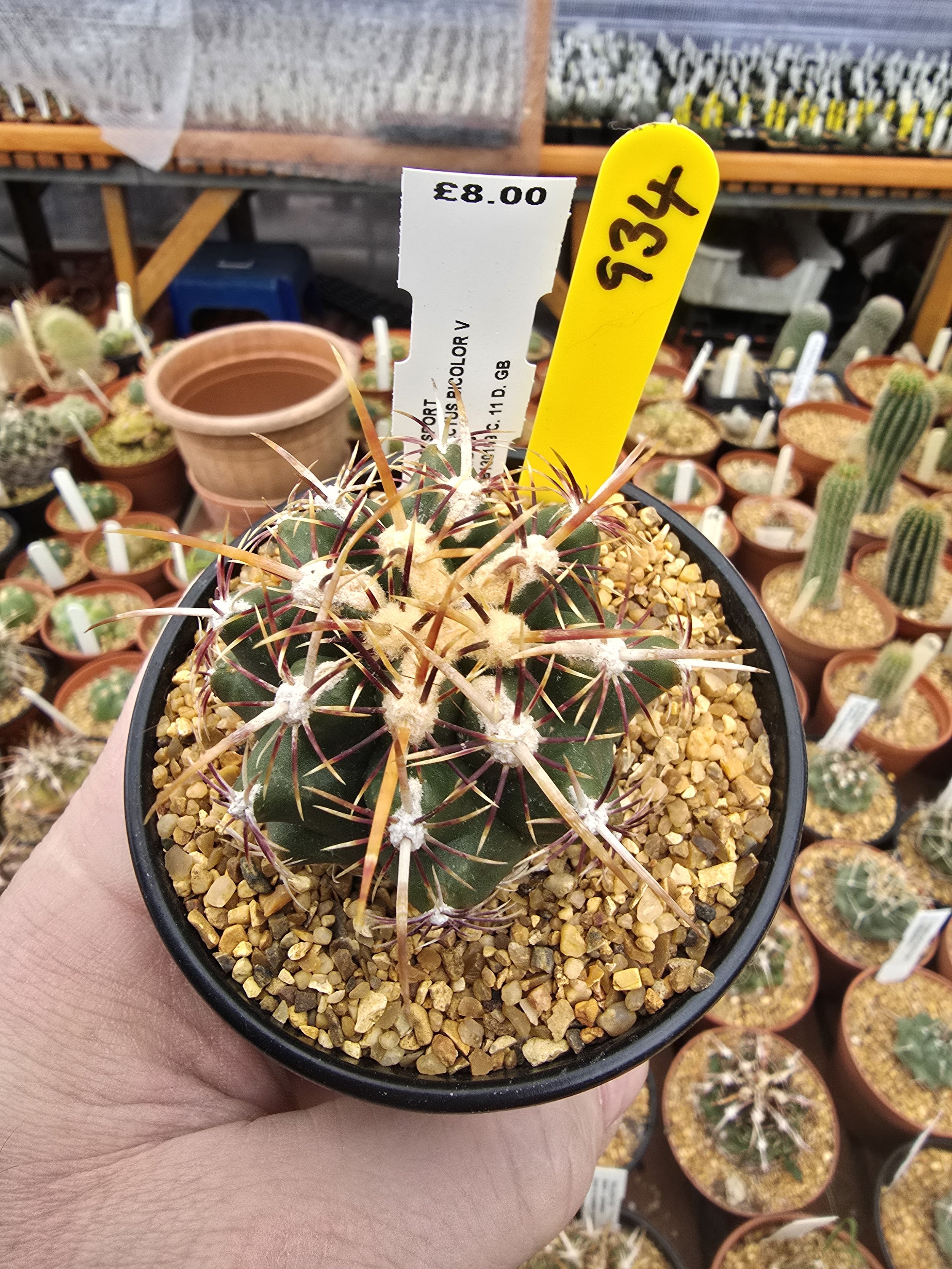 THELOCACTUS BICOLOUR V COMMODUS