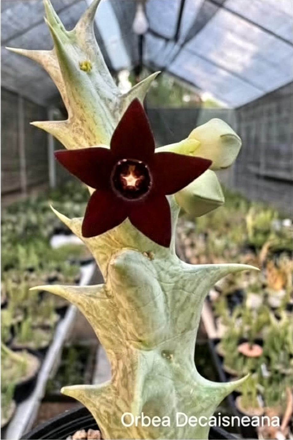 ORBEA DECAISNEANA