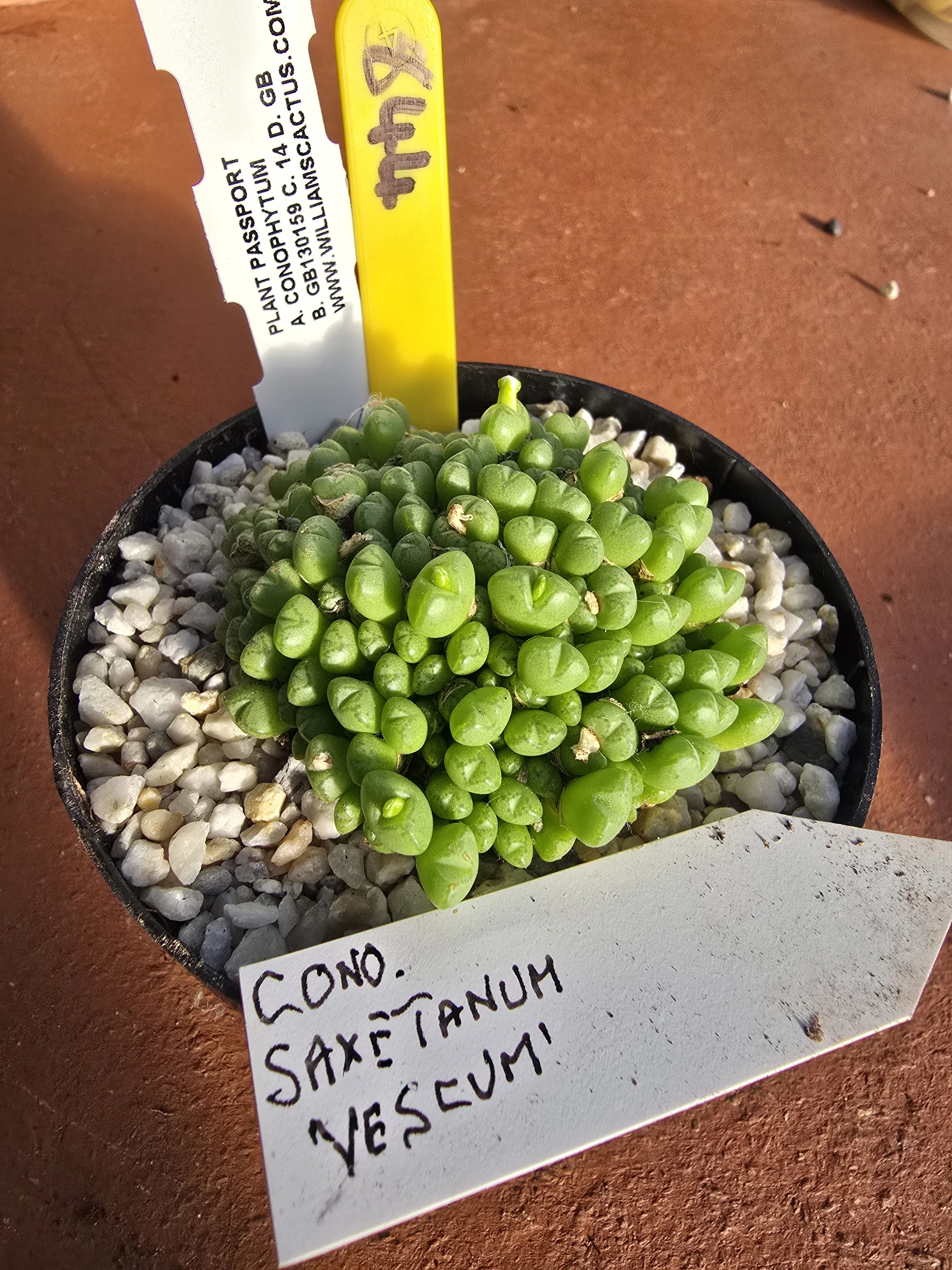 CONOPHYTUM SAXETANUM VESCUMI