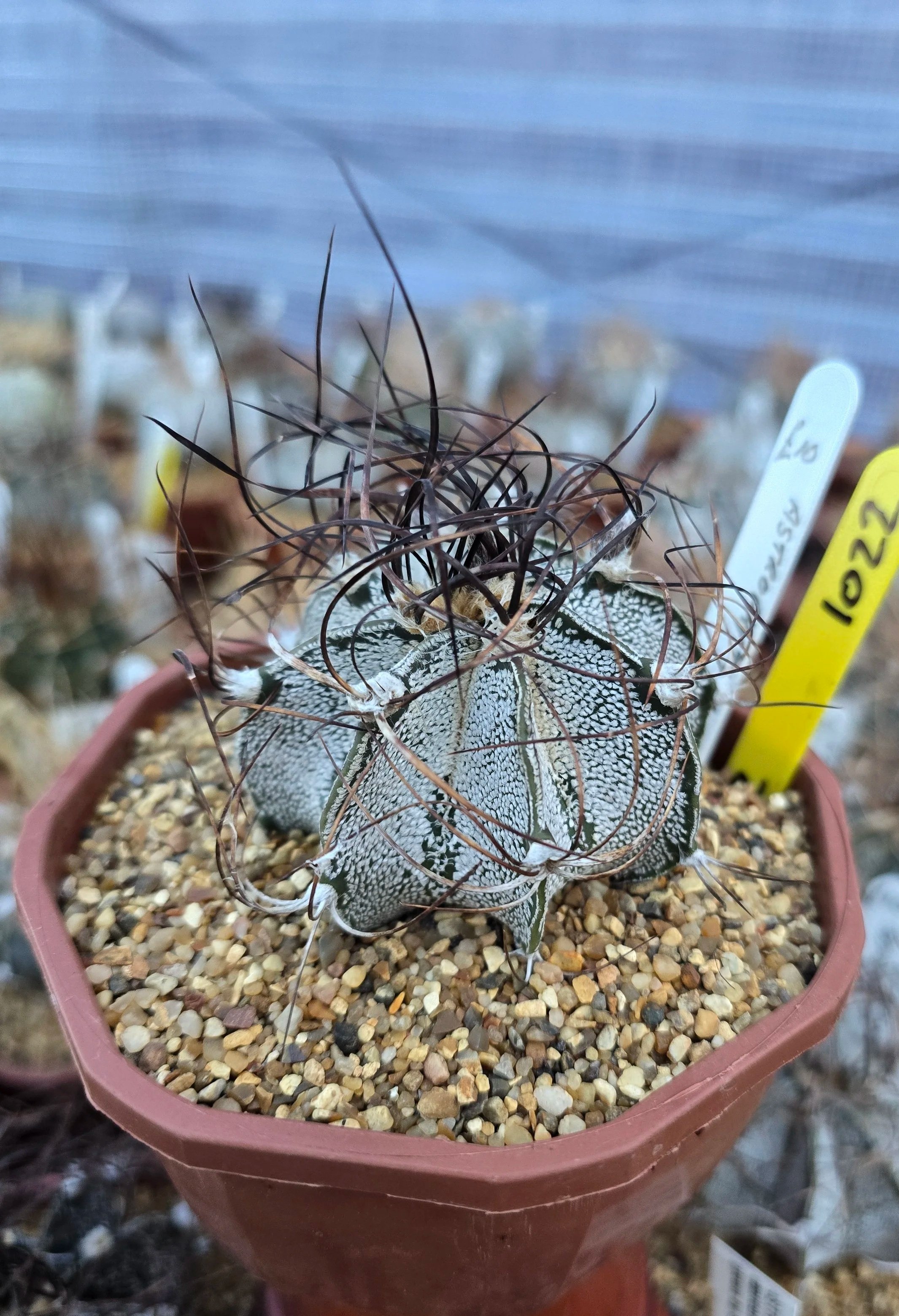 ASTROPHYTUM