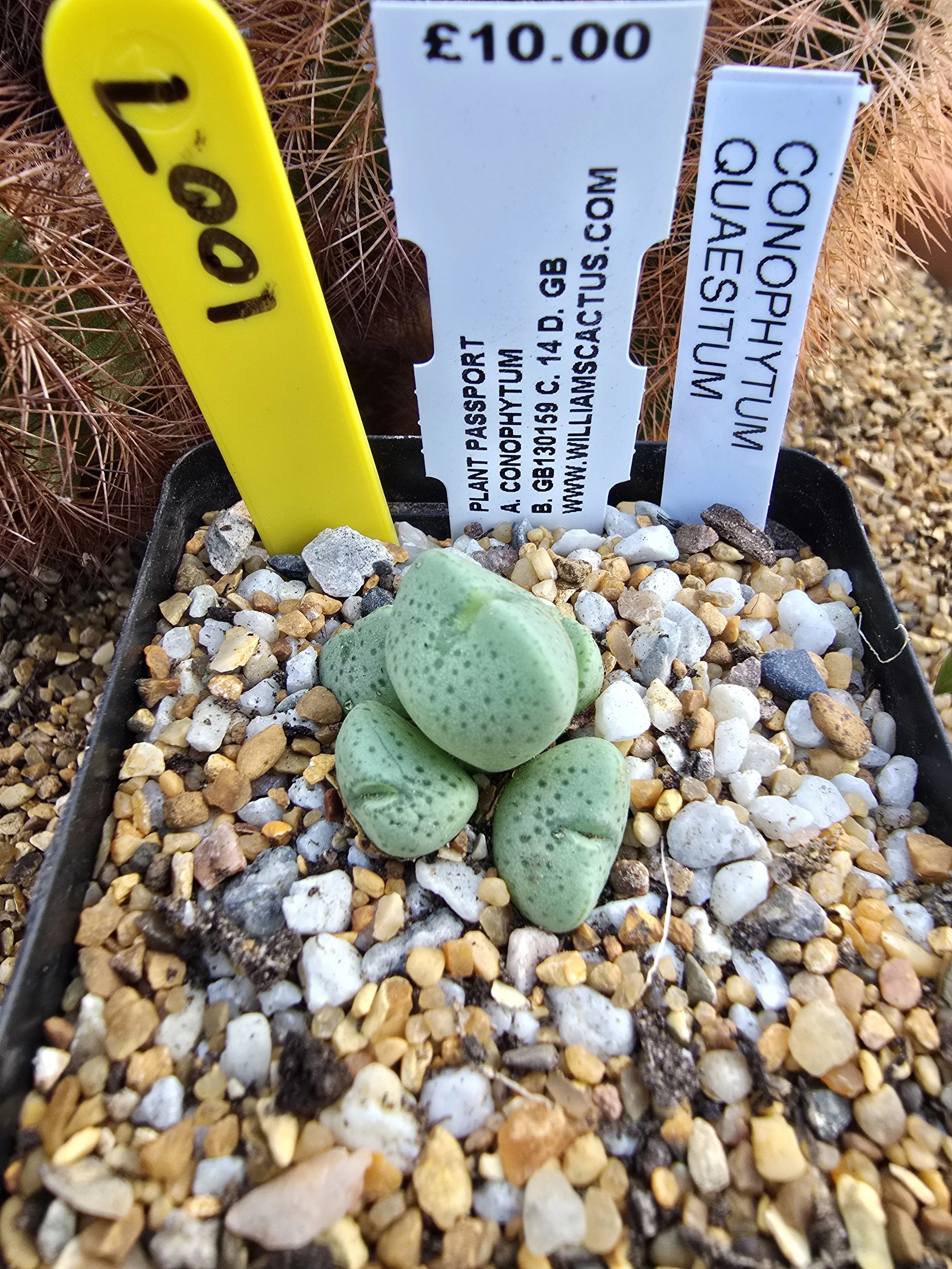 CONOPHYTUM QUAESITUM