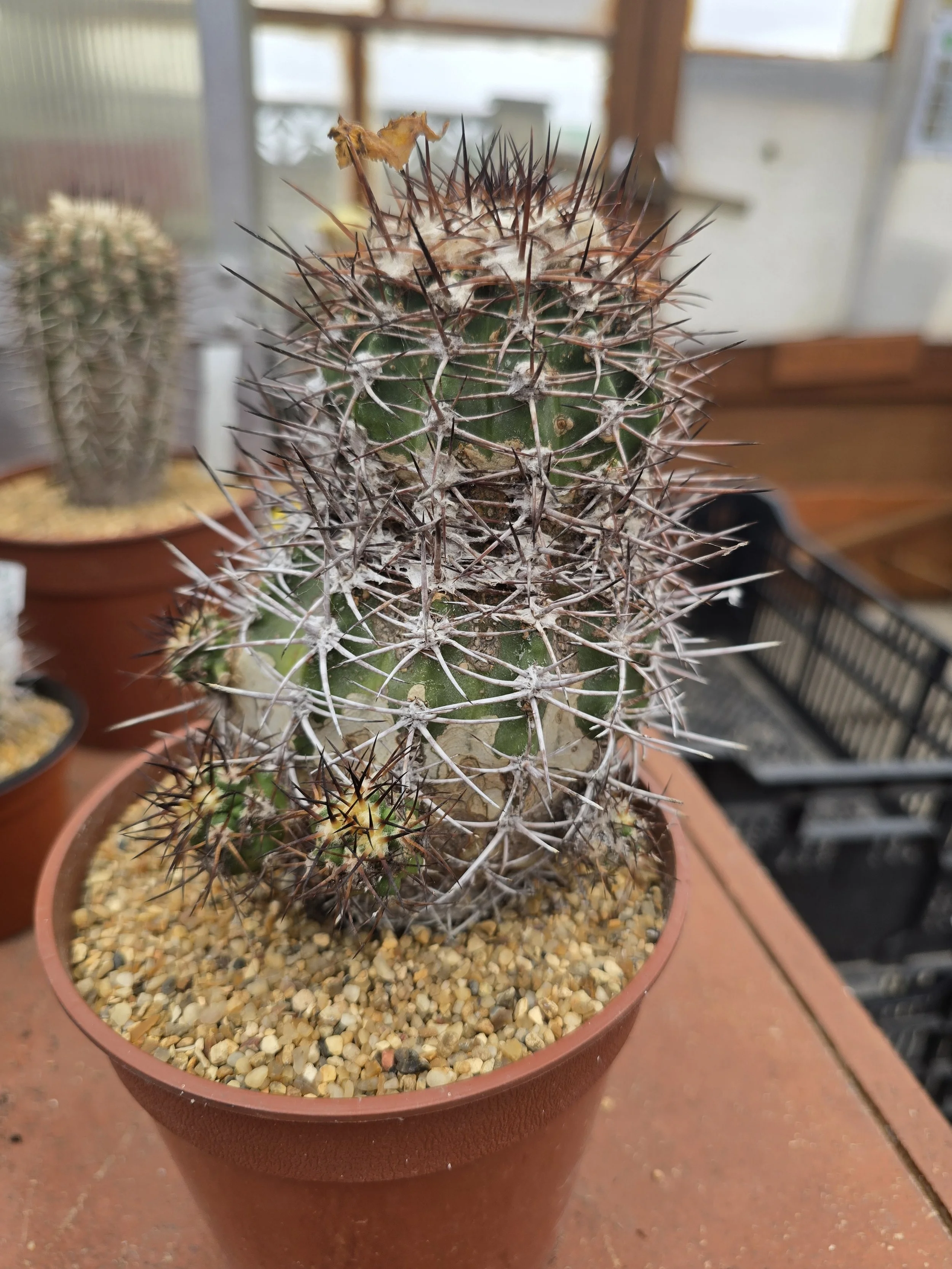 COPIAPOA